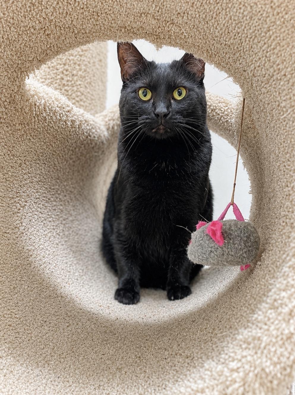 Freedom, a ADOPTABLE Domestic Short Hair in Pickerington, OH image 4/6