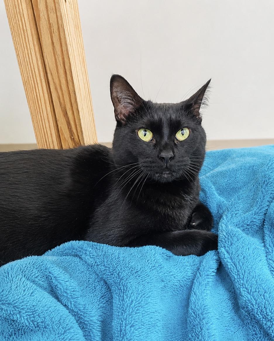 Freedom, a ADOPTABLE Domestic Short Hair in Pickerington, OH image 2/6