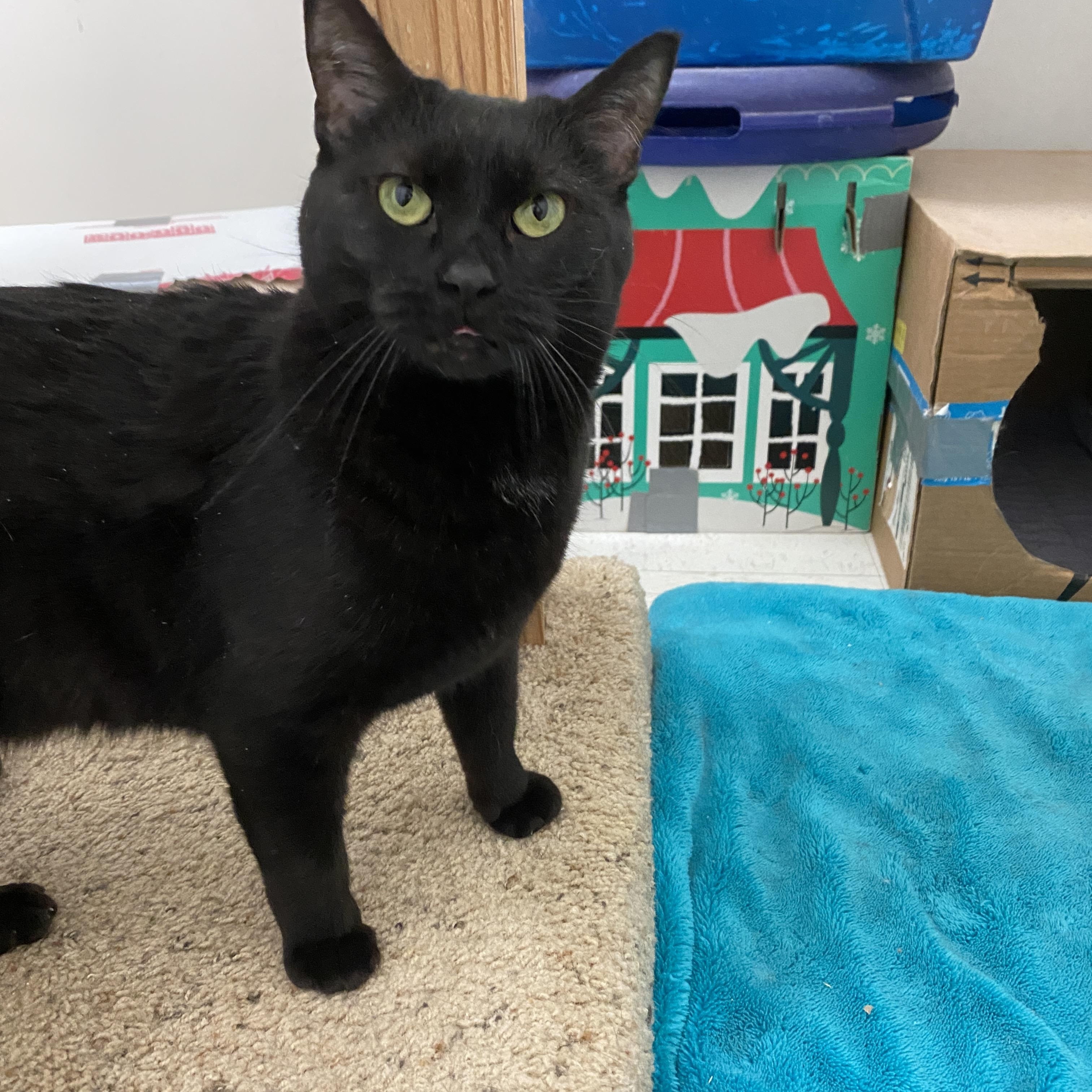 Enlarge Freedom, a ADOPTABLE Domestic Short Hair in Pickerington, OH image 4/6