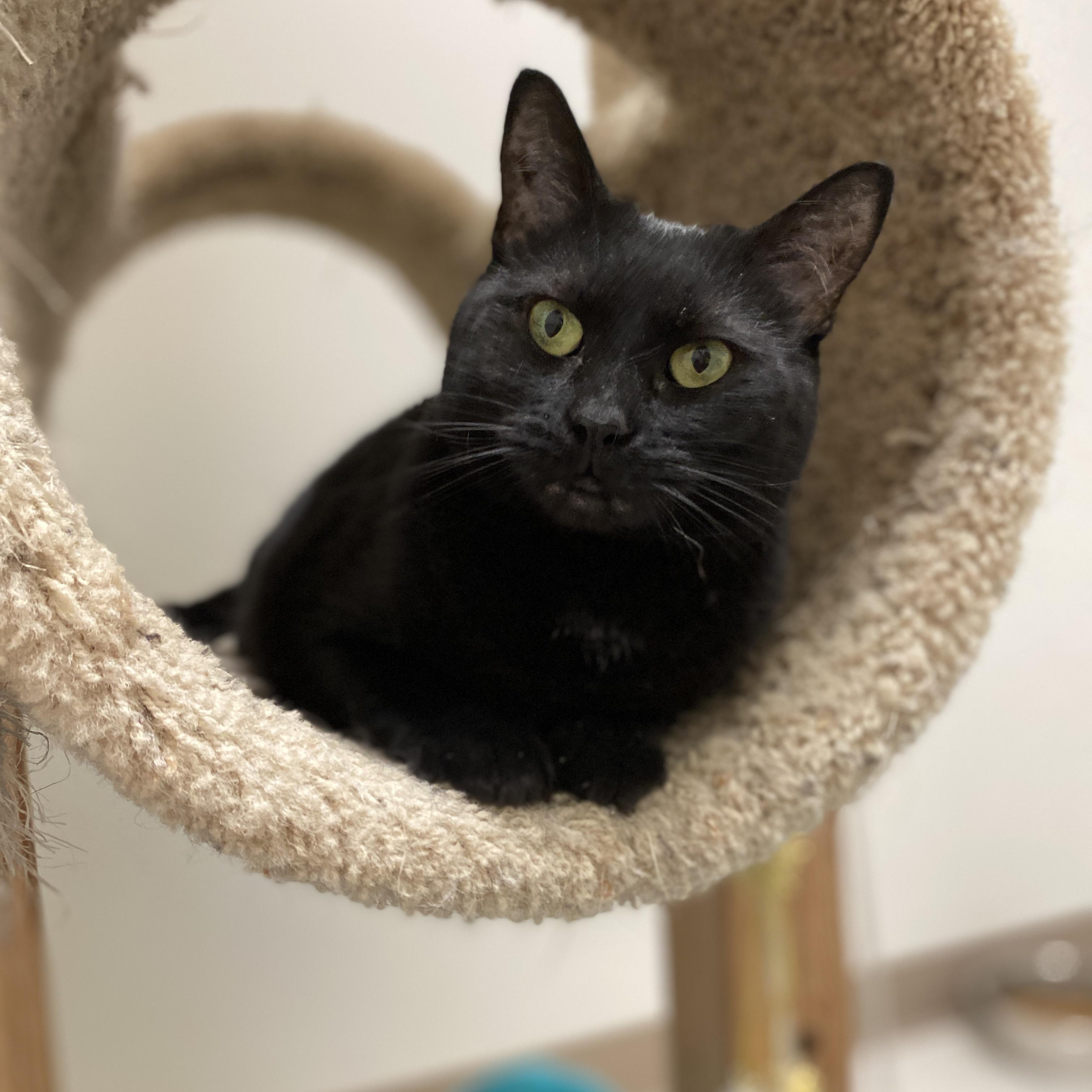 Enlarge Freedom, a ADOPTABLE Domestic Short Hair in Pickerington, OH image 5/6