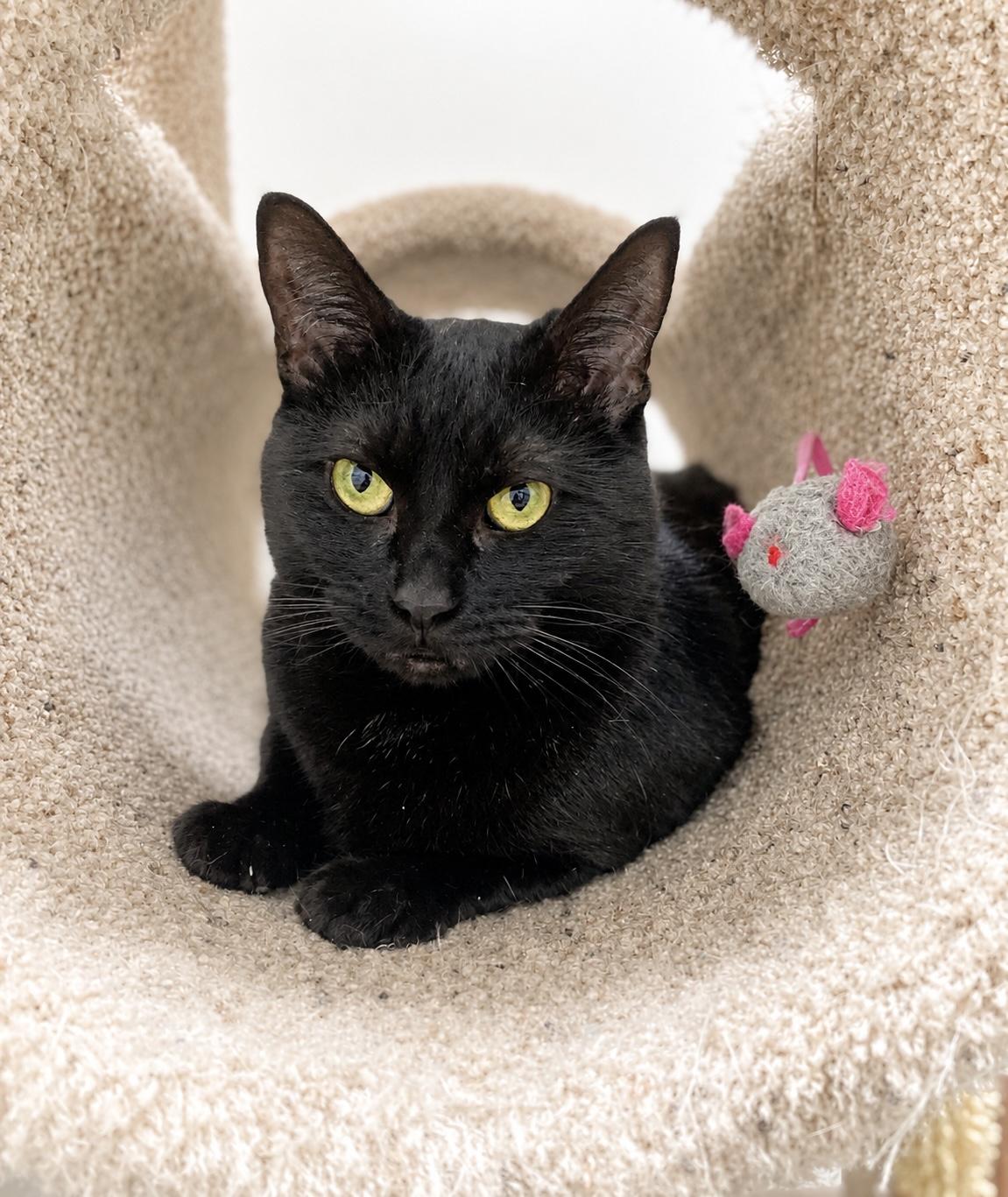 Freedom, a ADOPTABLE Domestic Short Hair in Pickerington, OH image 3/6