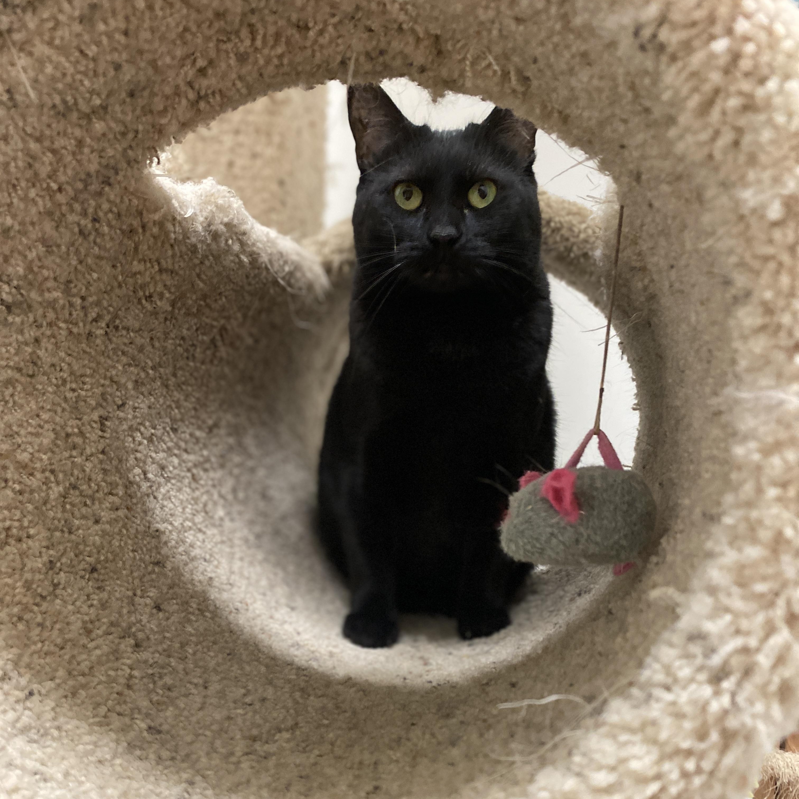 Enlarge Freedom, a ADOPTABLE Domestic Short Hair in Pickerington, OH image 2/6