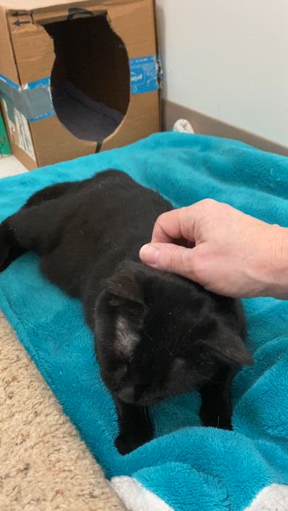 Enlarge Freedom, a ADOPTABLE Domestic Short Hair in Pickerington, OH video 6/6