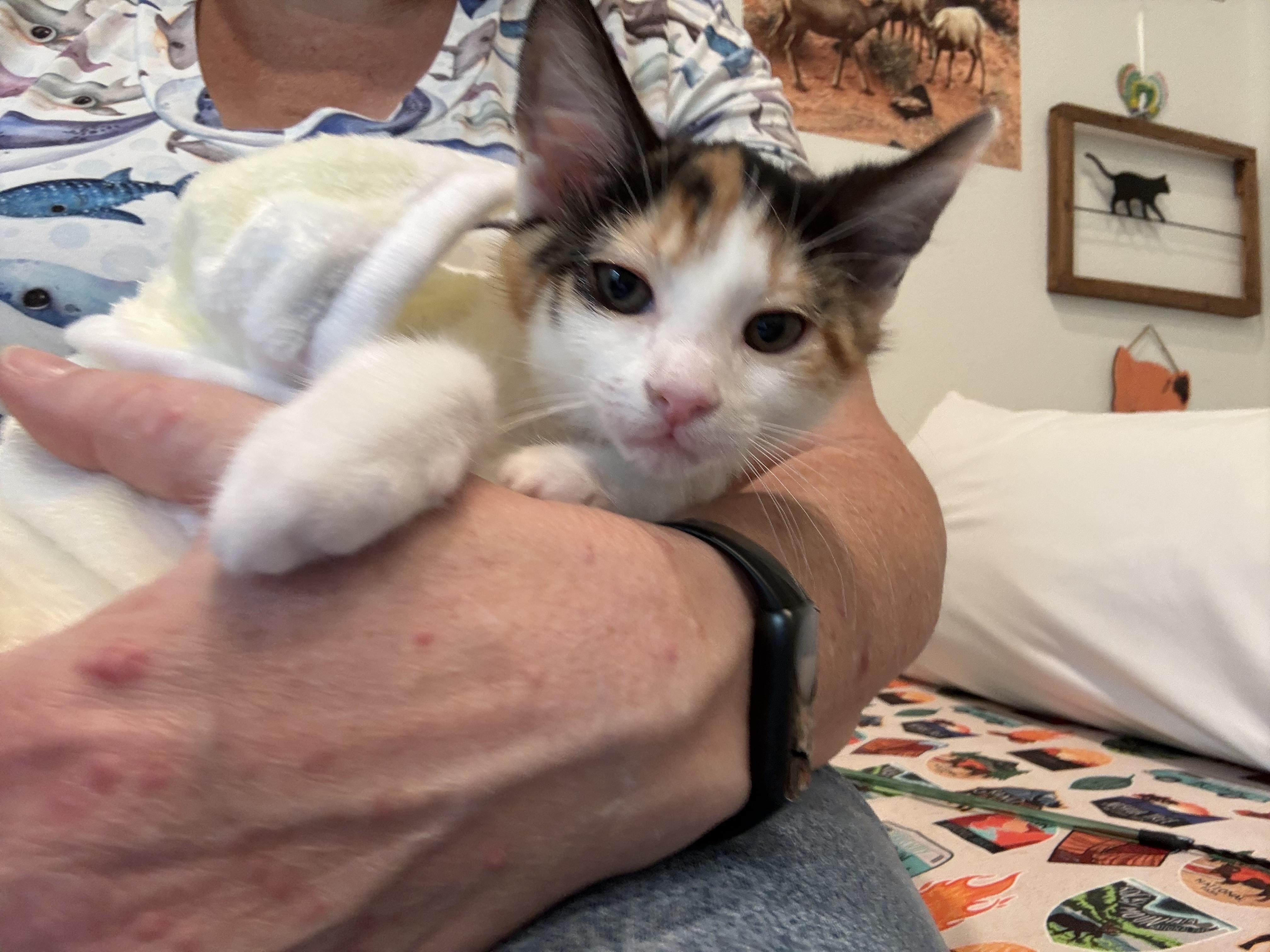 Bluebell (bonded sister must go together), a Adoptable Domestic Medium Hair in Ponte vedra, FL image 3/6