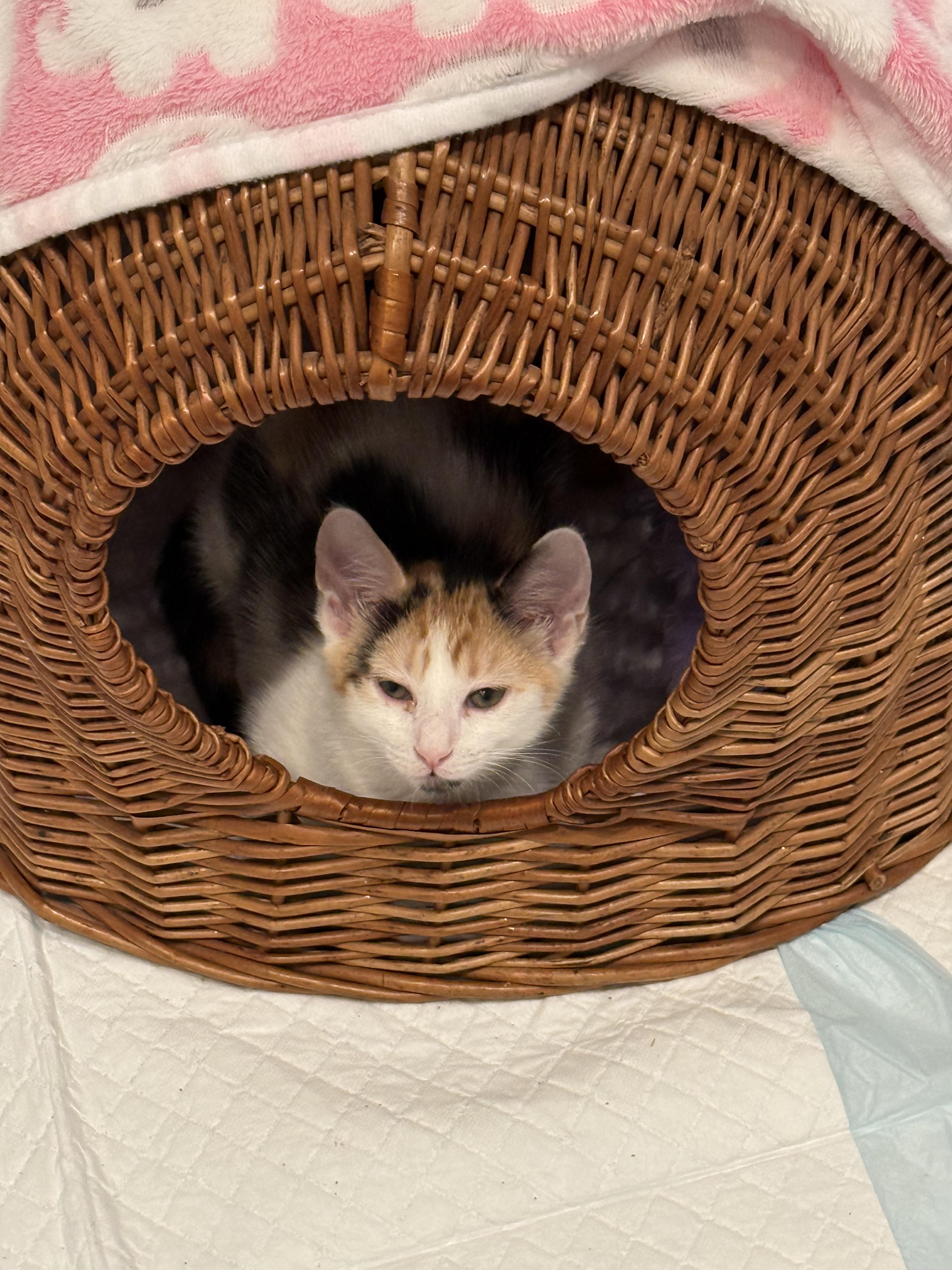 Bluebell (bonded sister must go together), a Adoptable Domestic Medium Hair in Ponte vedra, FL image 4/6
