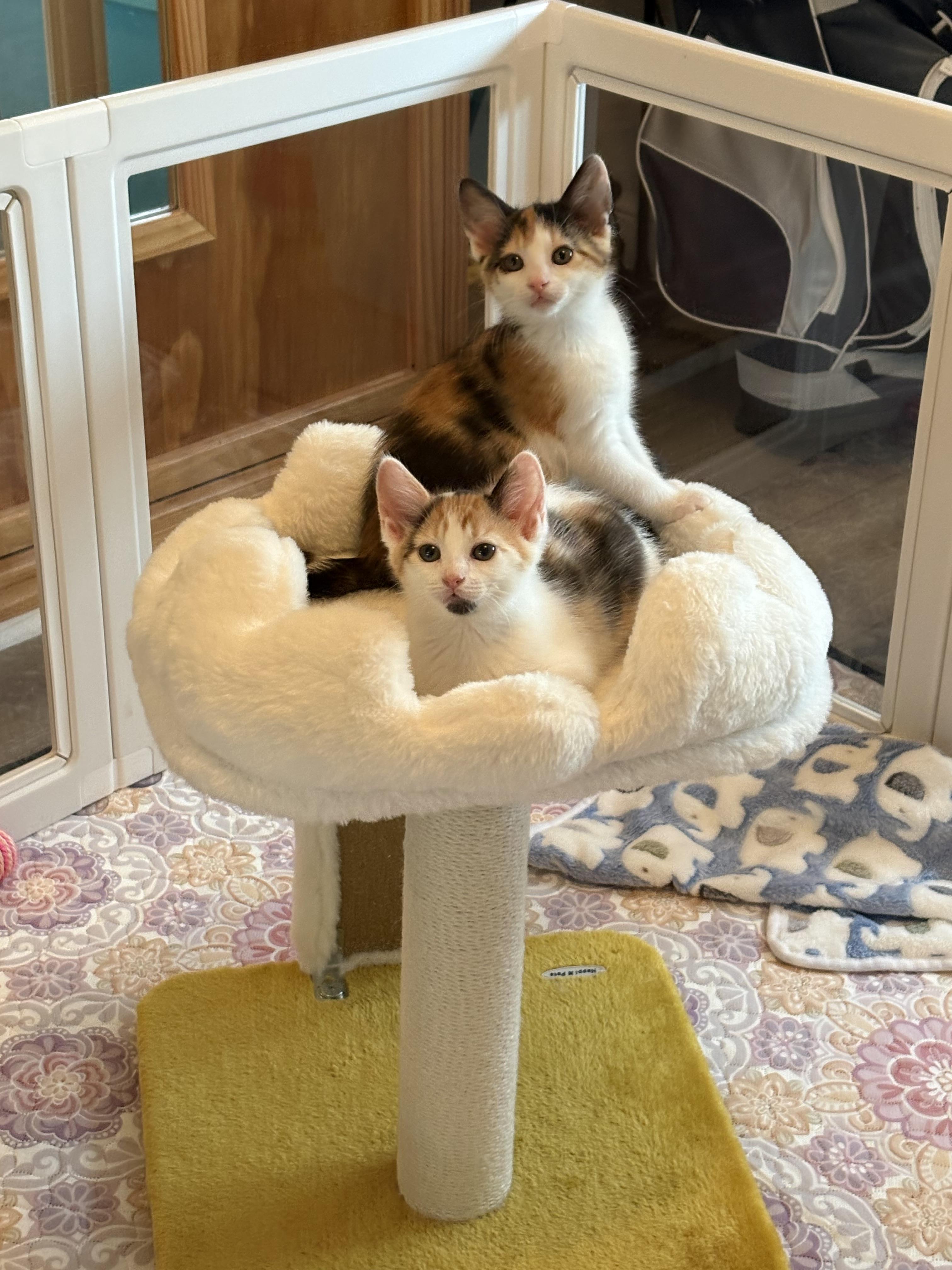 Bluebell (bonded sister must go together), a Adoptable Domestic Medium Hair in Ponte vedra, FL image 1/6
