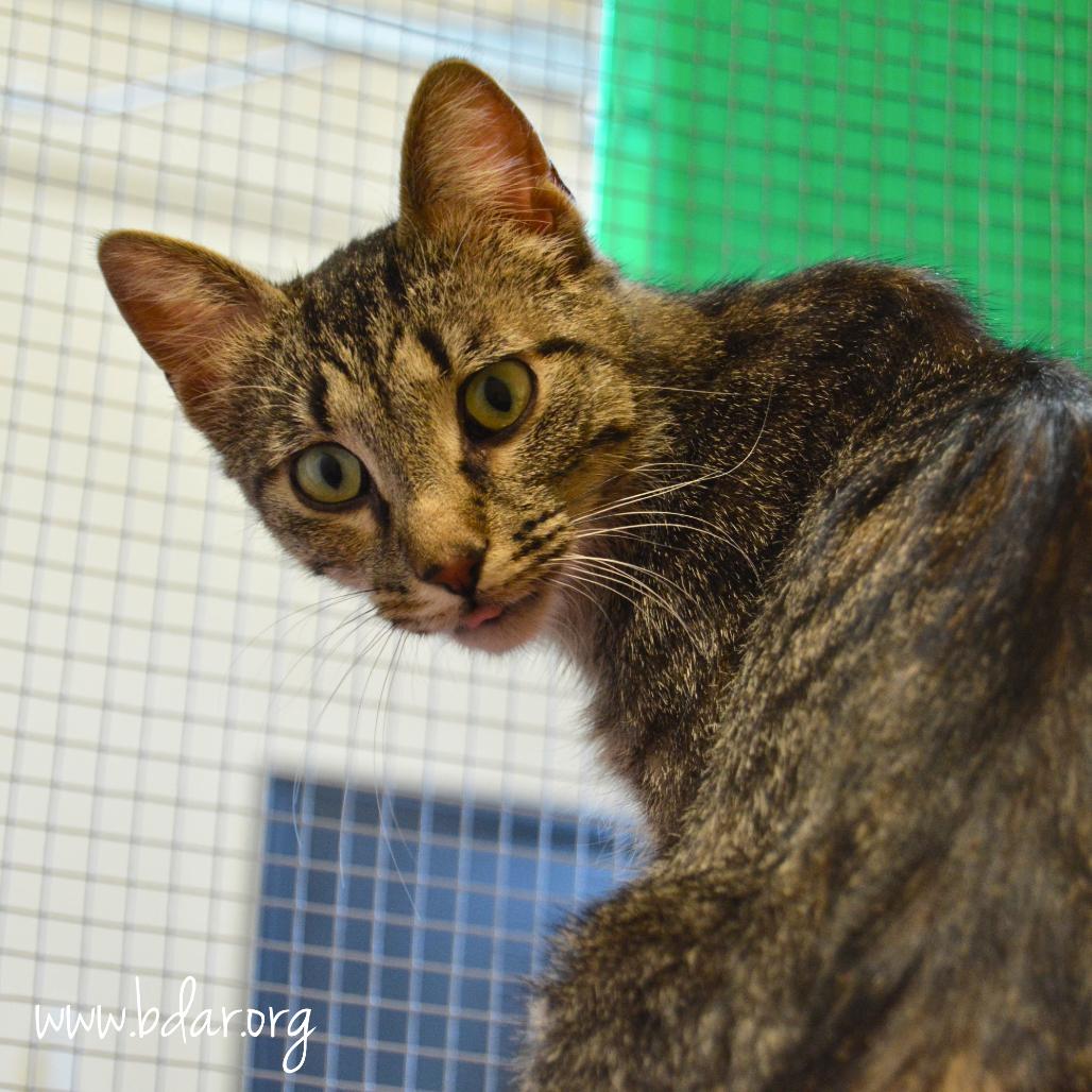 Jane, Adoptable, Adult Female Domestic Short Hair.
