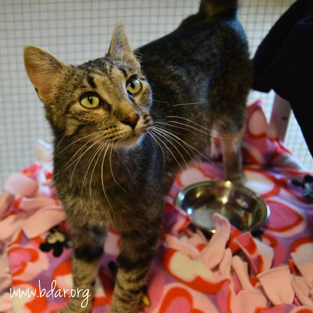Enlarge Jane, a Adoptable Domestic Short Hair in Cheyenne, WY image 2/2