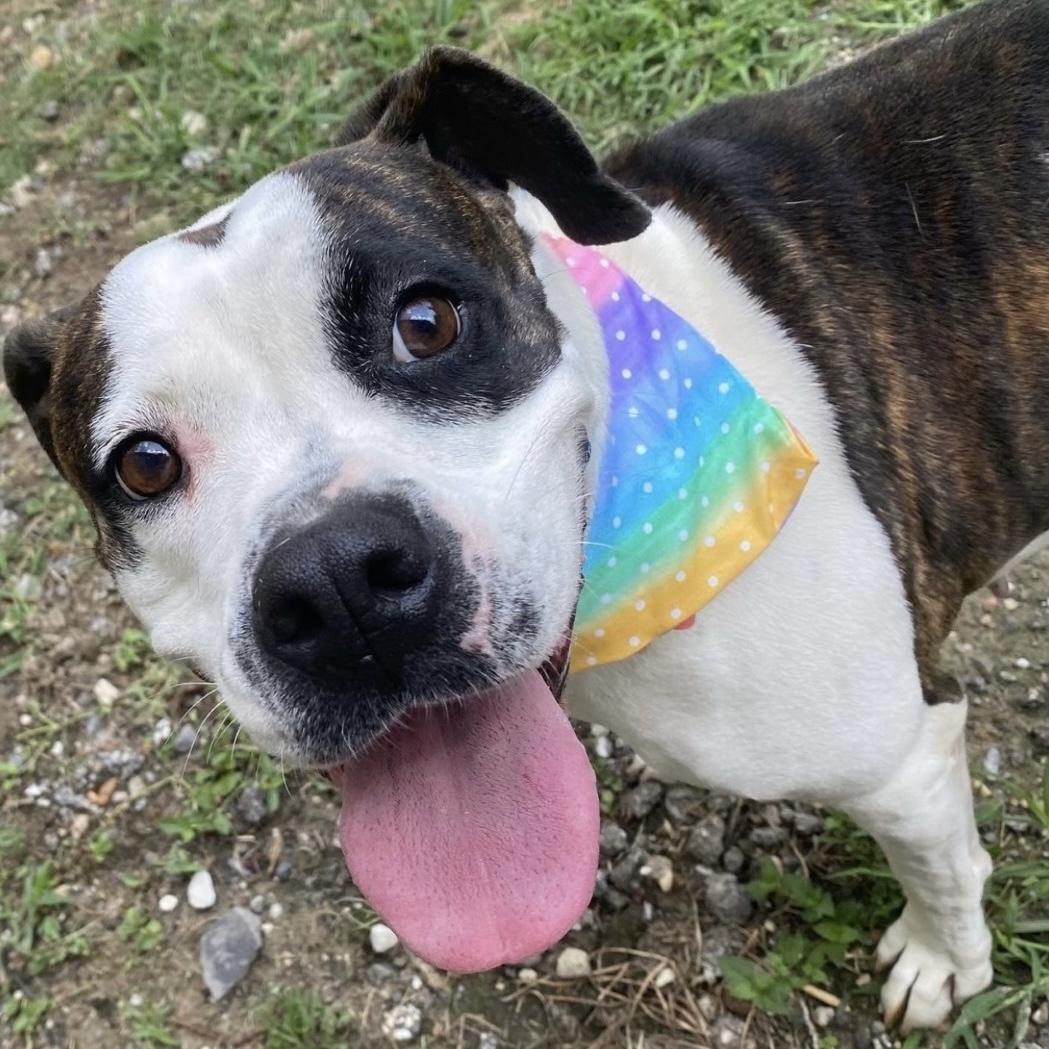Abbey, a Adoptable mixed breed in Staunton, VA image 5/6