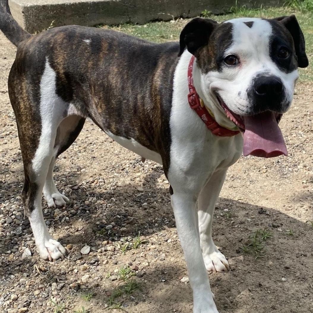 Abbey, Adoptable, Adult Female American Bulldog.
