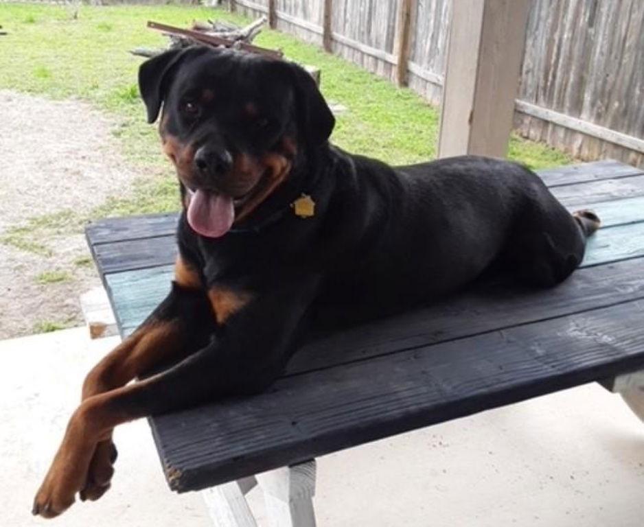 Enlarge Max, a Adoptable Rottweiler in San Antonio, TX image 2/3
