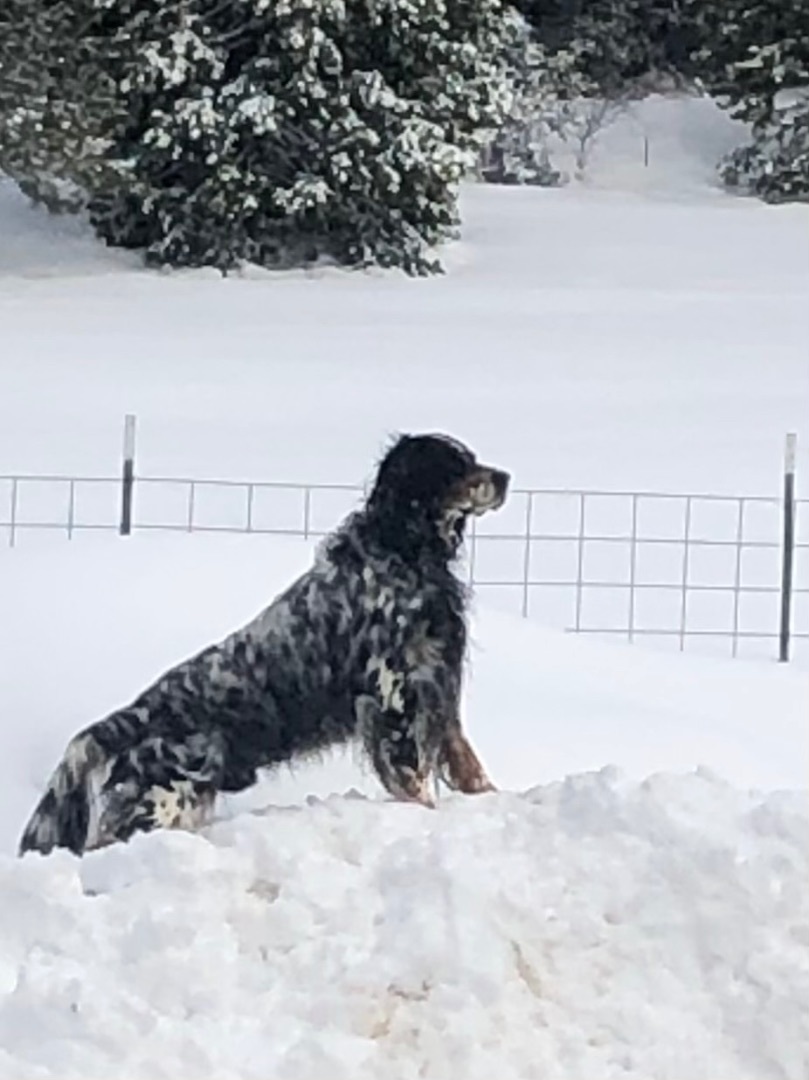 Jim Boy*Gentle Llewellyn Setter 3