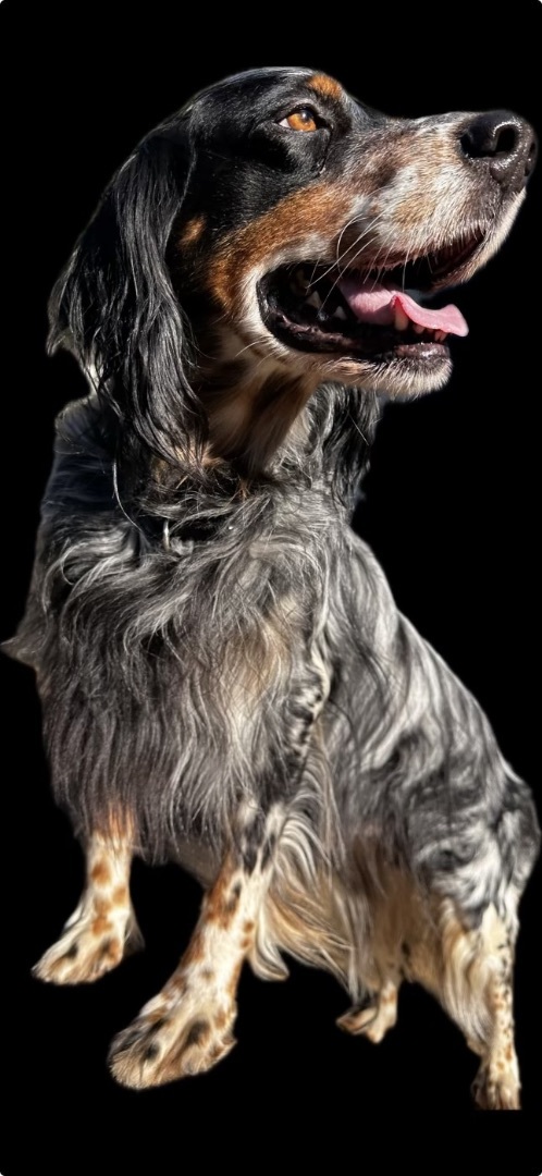 Jim Boy*Gentle Llewellyn Setter 5