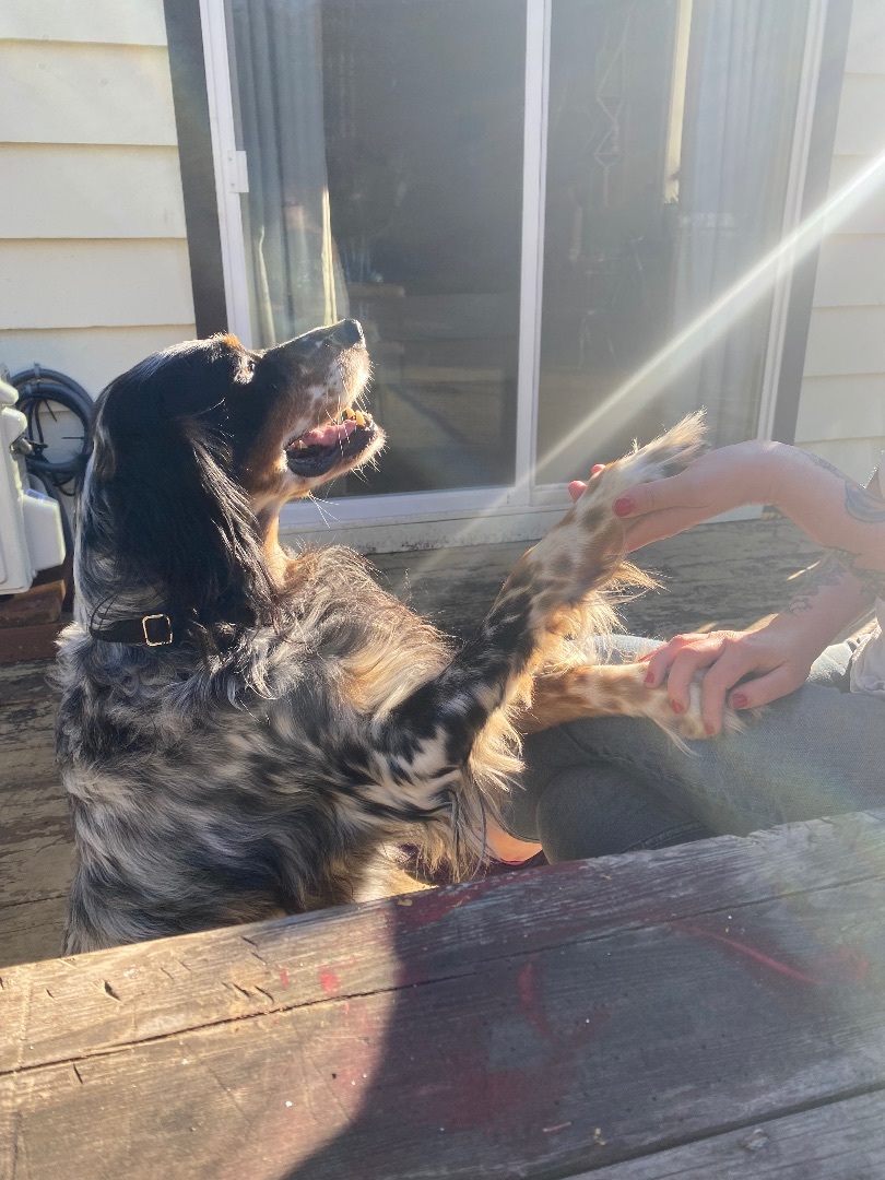 Jim Boy*Gentle Llewellyn Setter 6