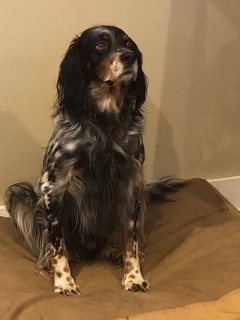 Jim Boy*Gentle Llewellyn Setter 2