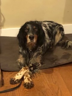 Jim Boy*Gentle Llewellyn Setter