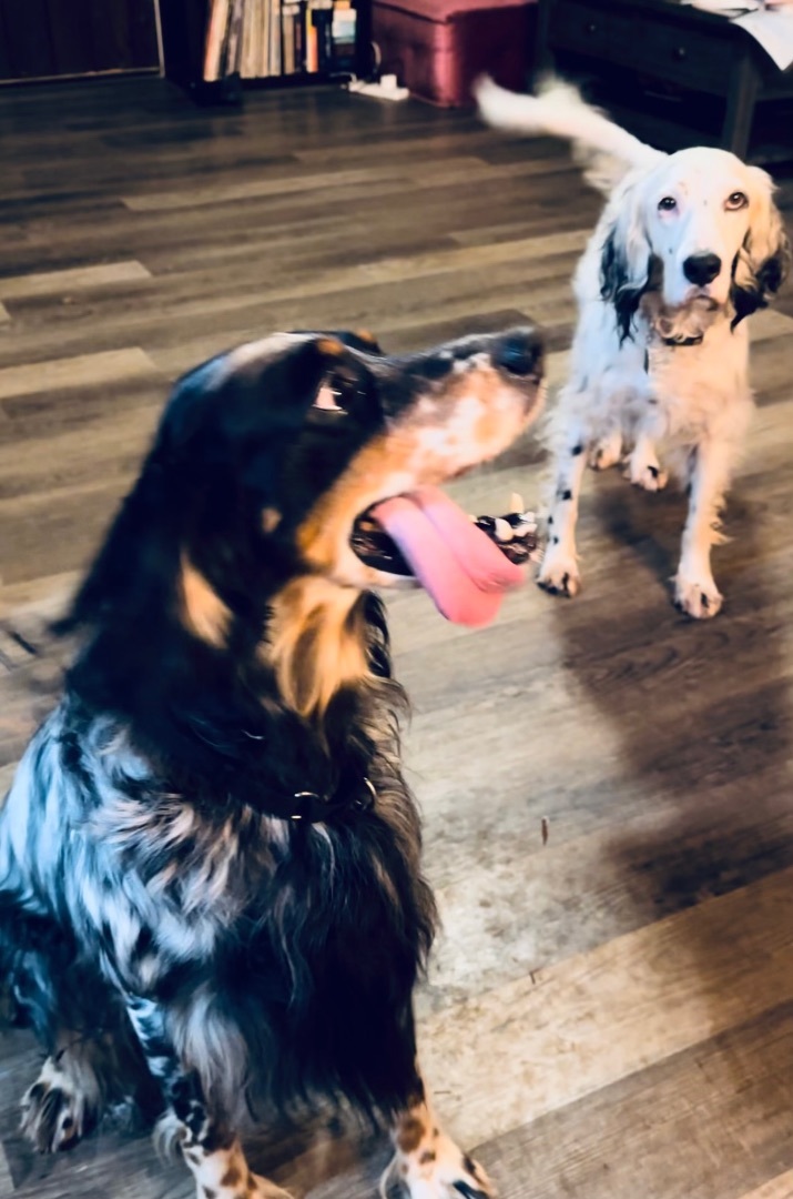 Jim Boy*Gentle Llewellyn Setter 4