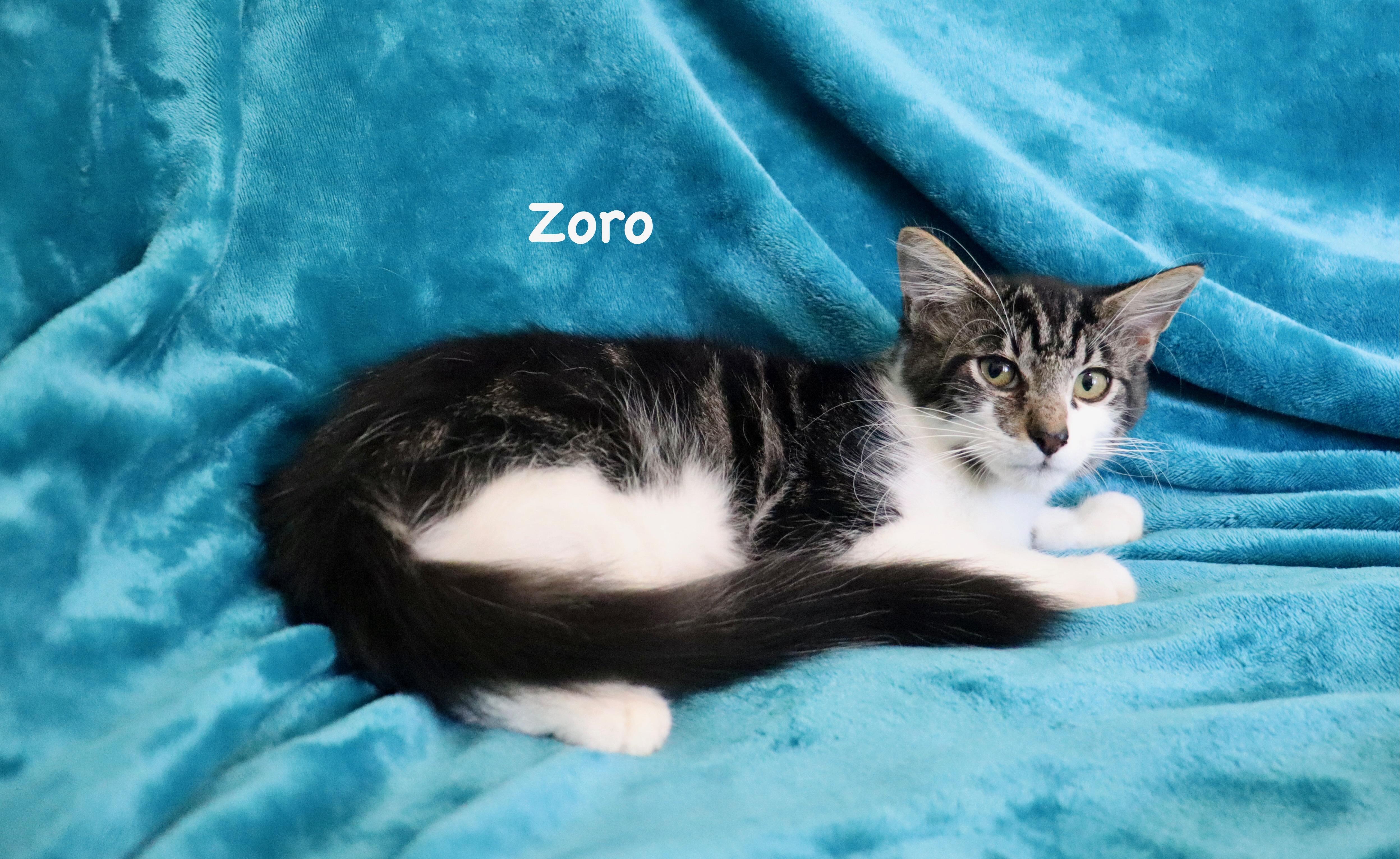 Zorro thumbnail 5