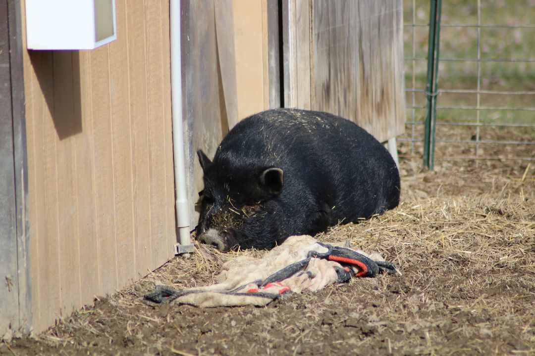 Panda, a Adoptable mixed breed in Ravenna, OH image 2/3