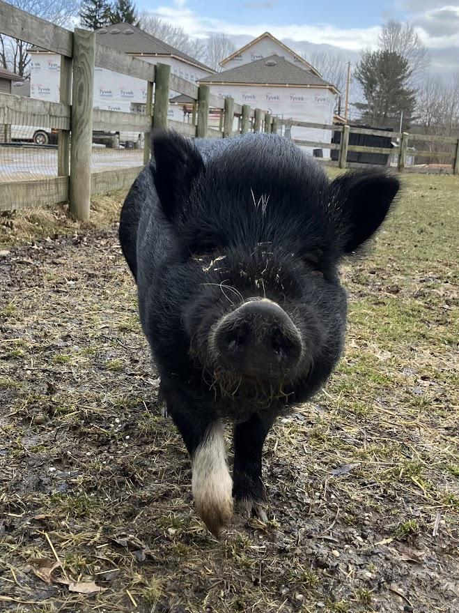 Panda, a Adoptable mixed breed in Ravenna, OH image 1/3