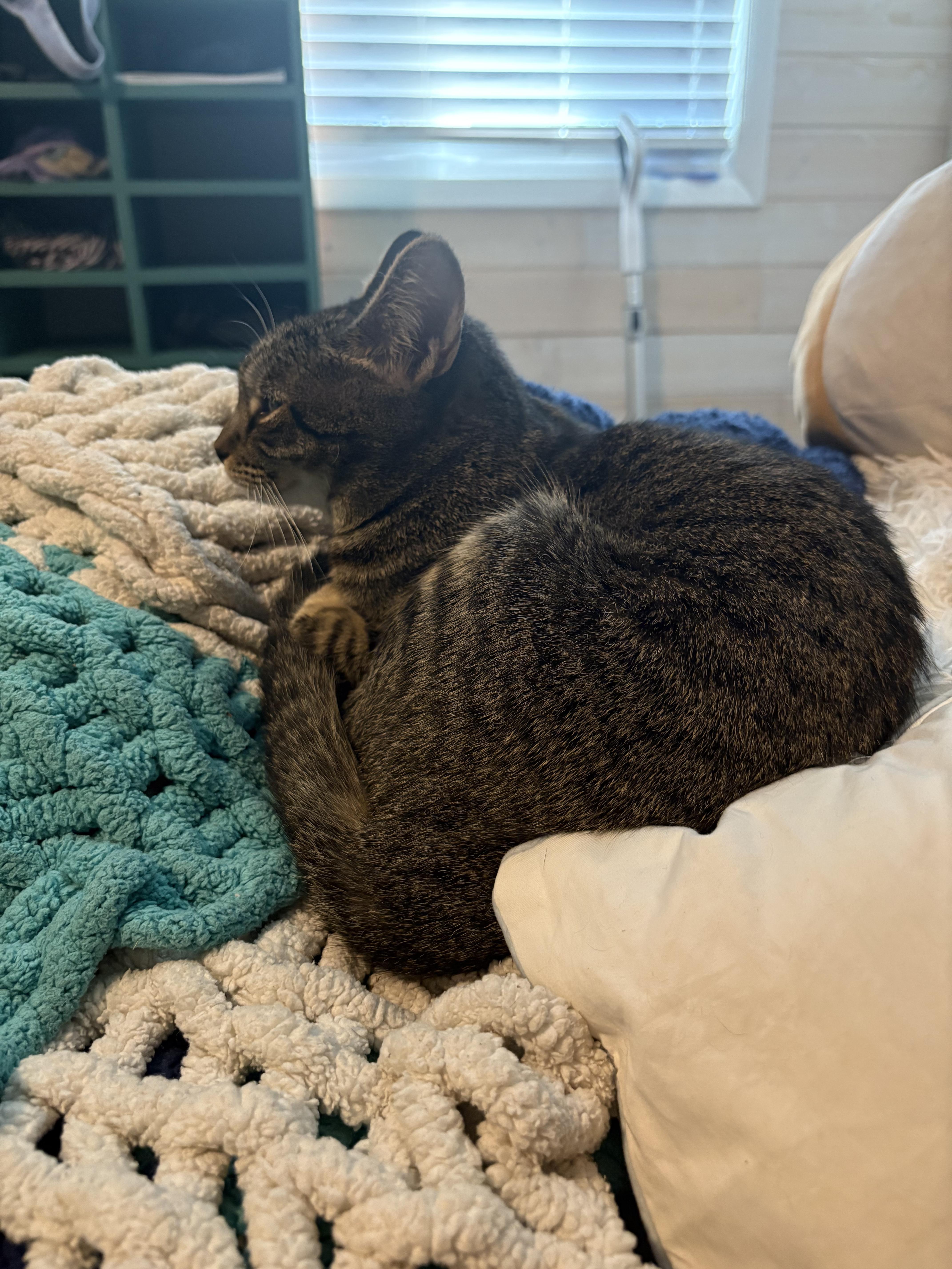 Chase, a Adoptable Tabby in Wilmington, NC image 2/4