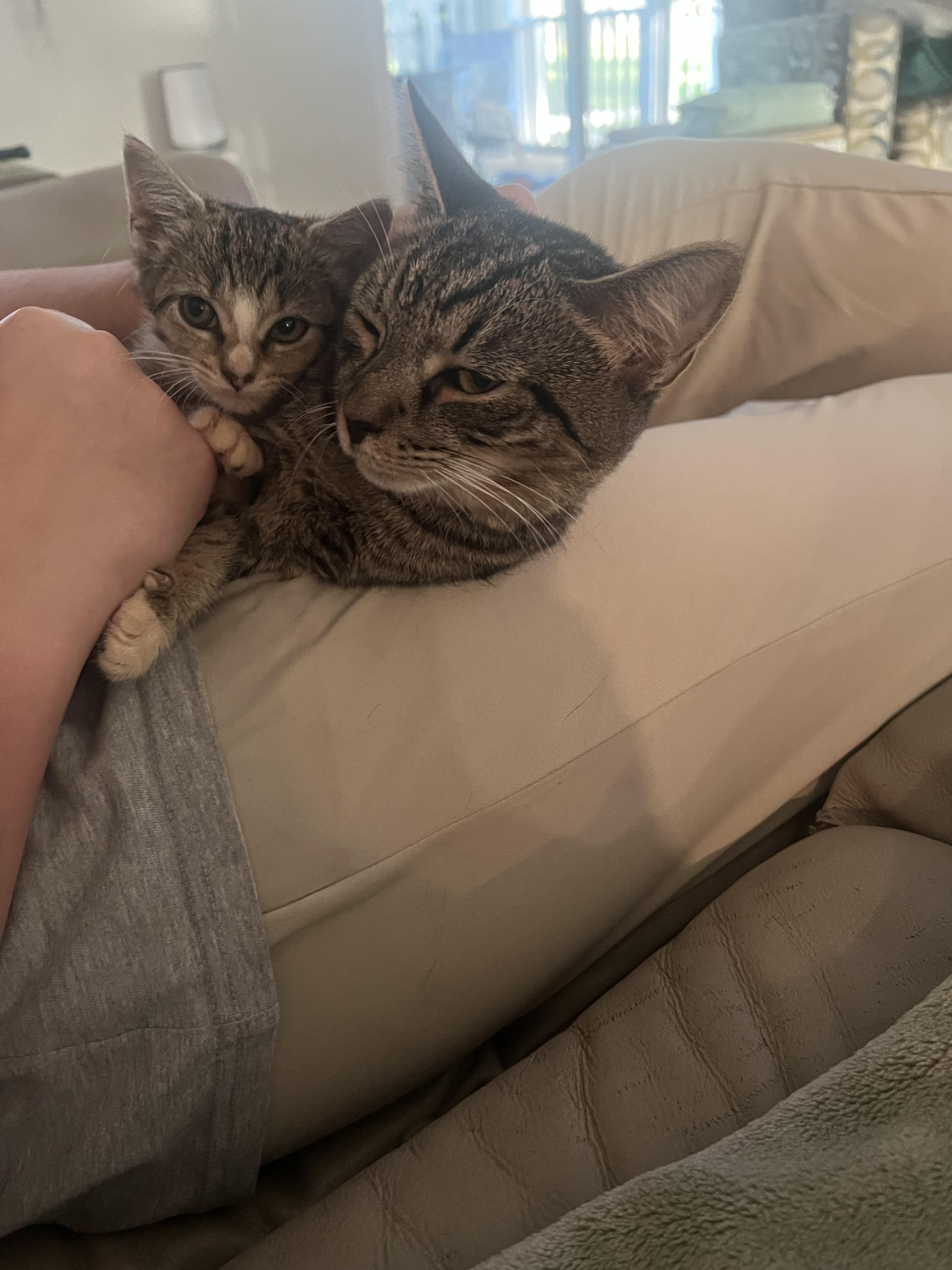 Chase, a Adoptable Tabby in Wilmington, NC image 3/4