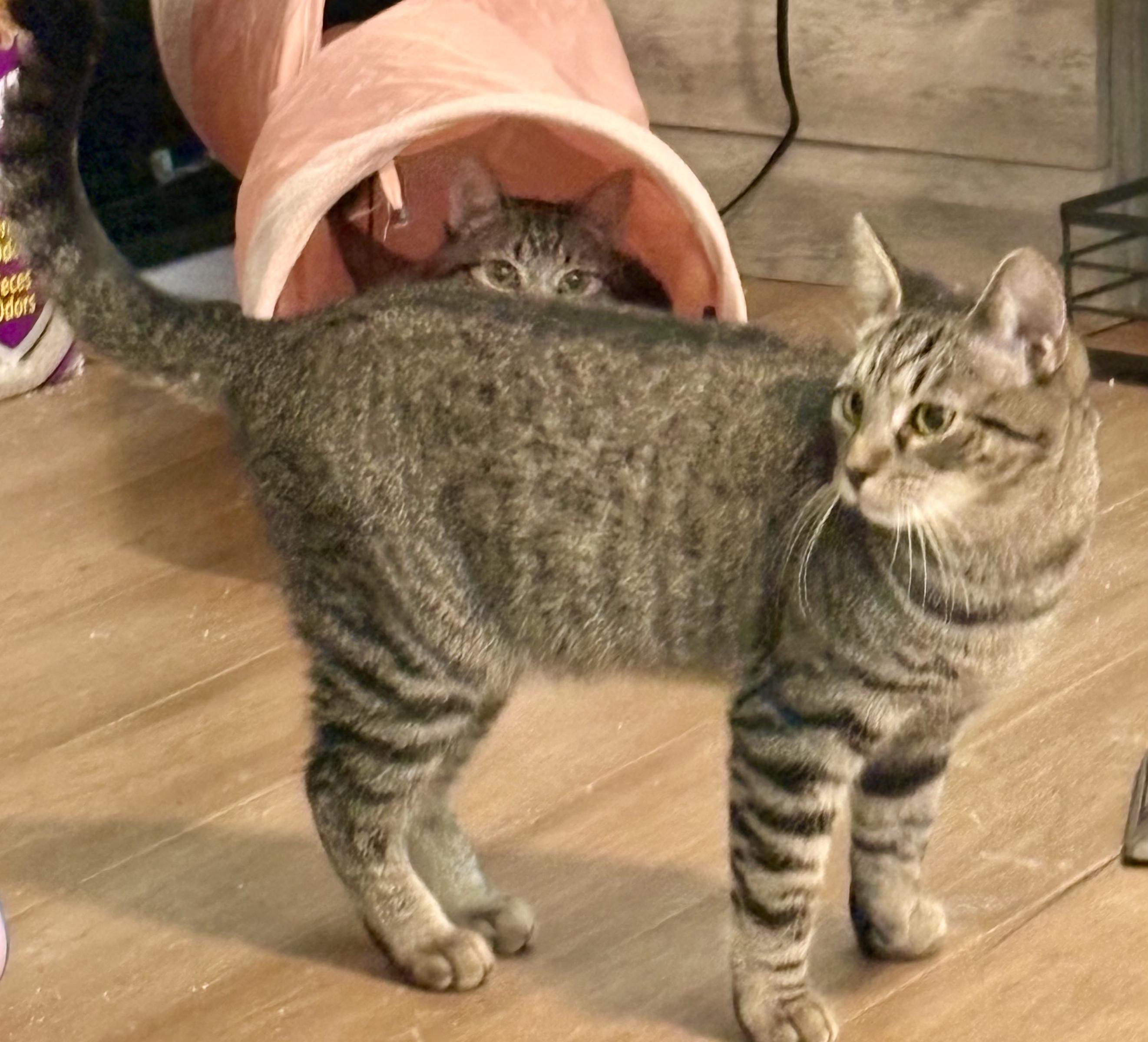 Chase, Adoptable, Young Male Tabby.