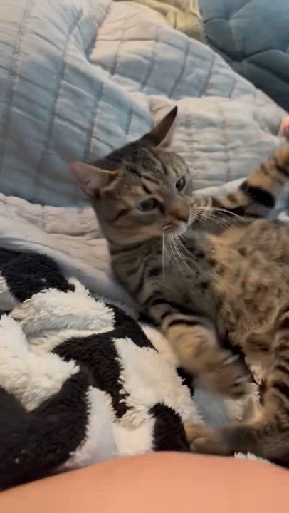 Enlarge Chase, a Adoptable Tabby in Wilmington, NC video 4/4