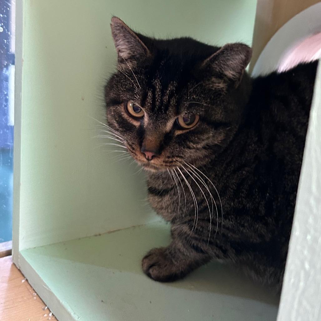 Tanuki, a Adoptable Domestic Short Hair in Pittsburgh, PA image 1/2