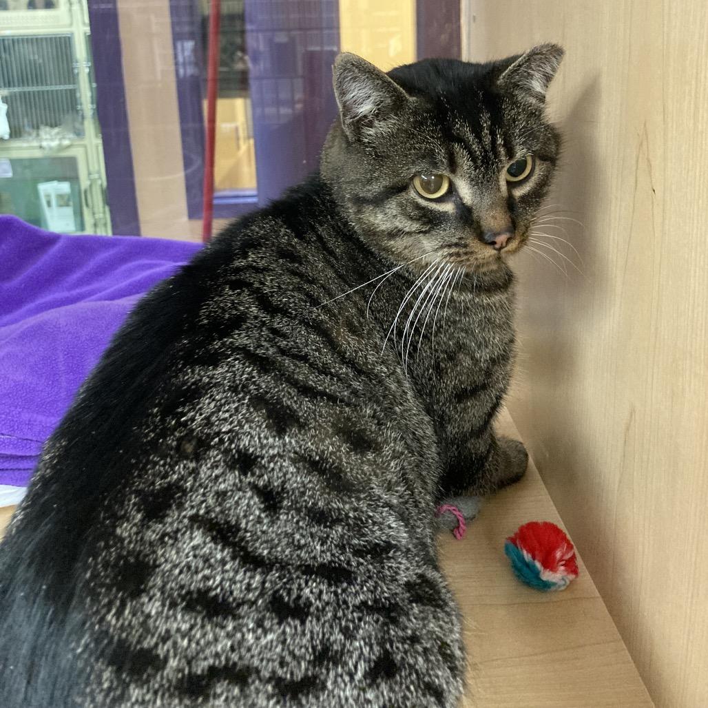 Tanuki, a Adoptable Domestic Short Hair in Pittsburgh, PA image 2/2