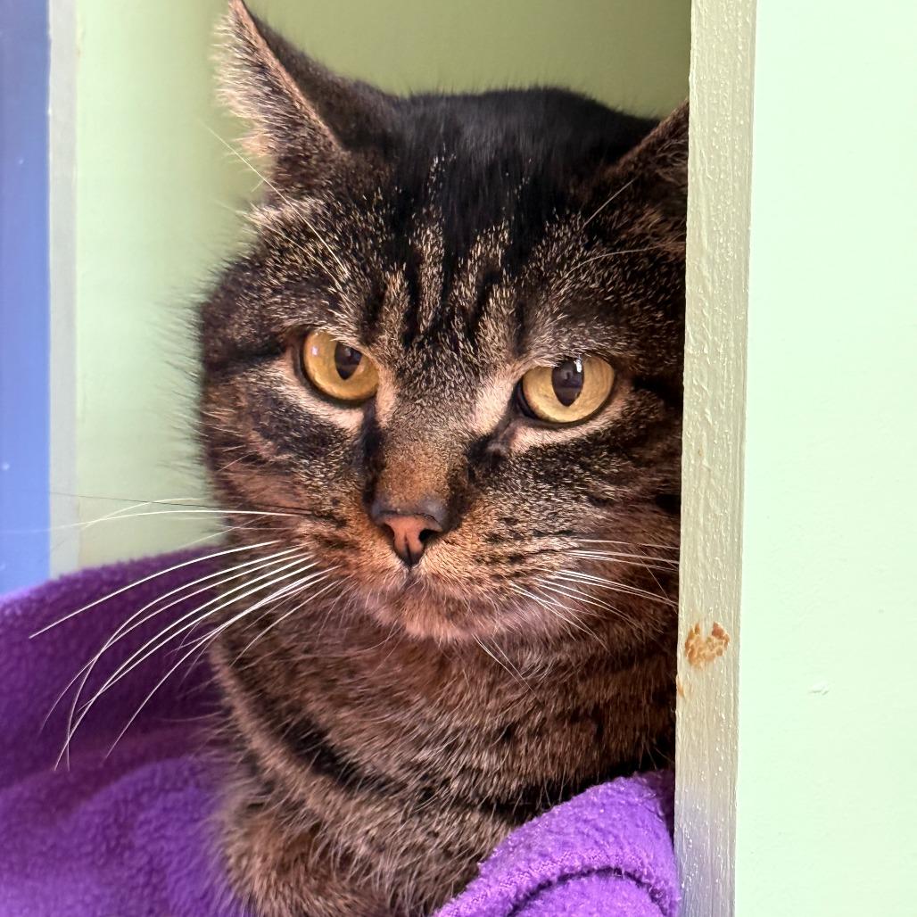 Enlarge Tanuki, a Adoptable Domestic Short Hair in Pittsburgh, PA image 3/3