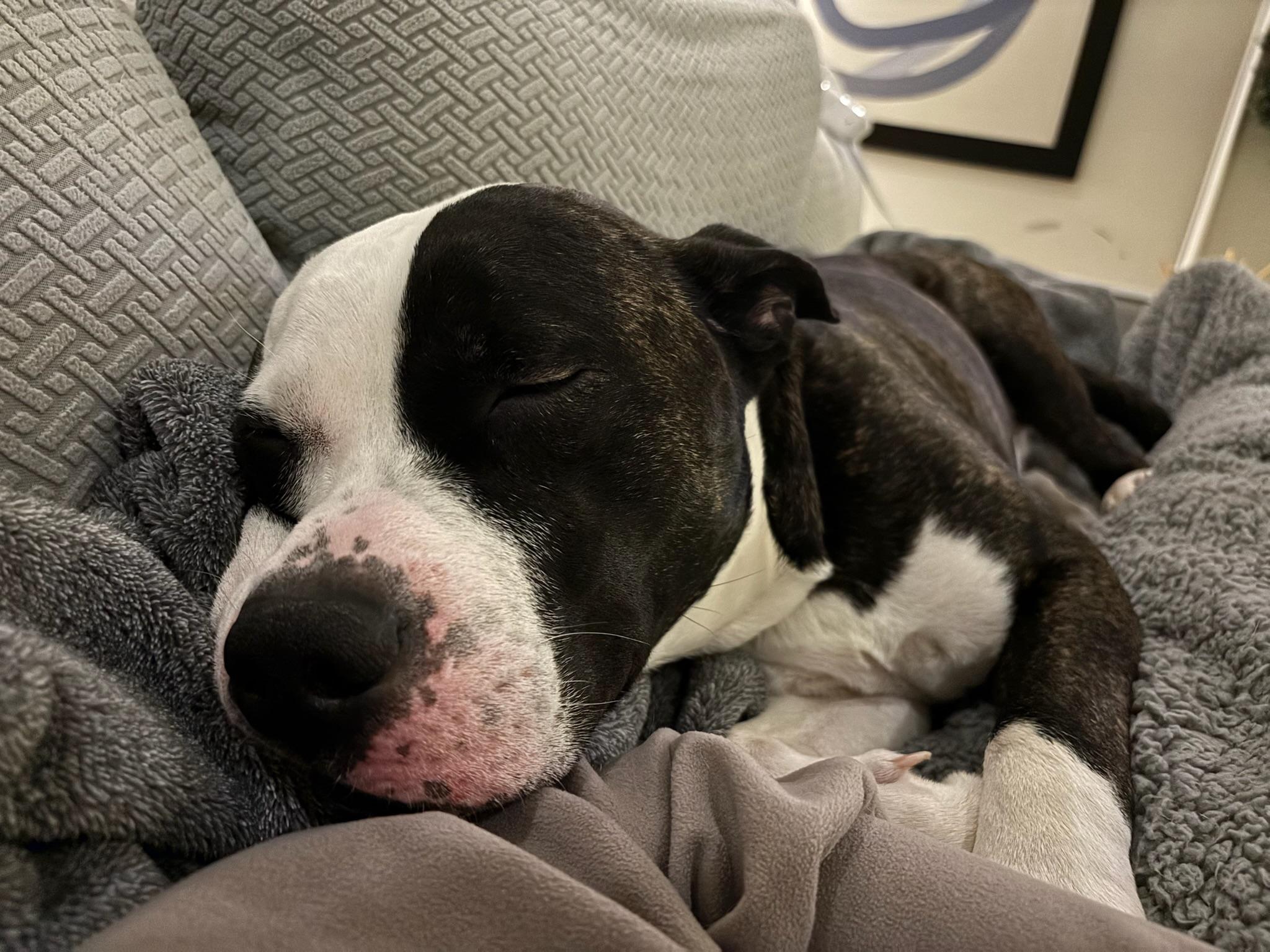 Enlarge Bentley, a ADOPTABLE Mixed Breed in Providence, RI image 4/5