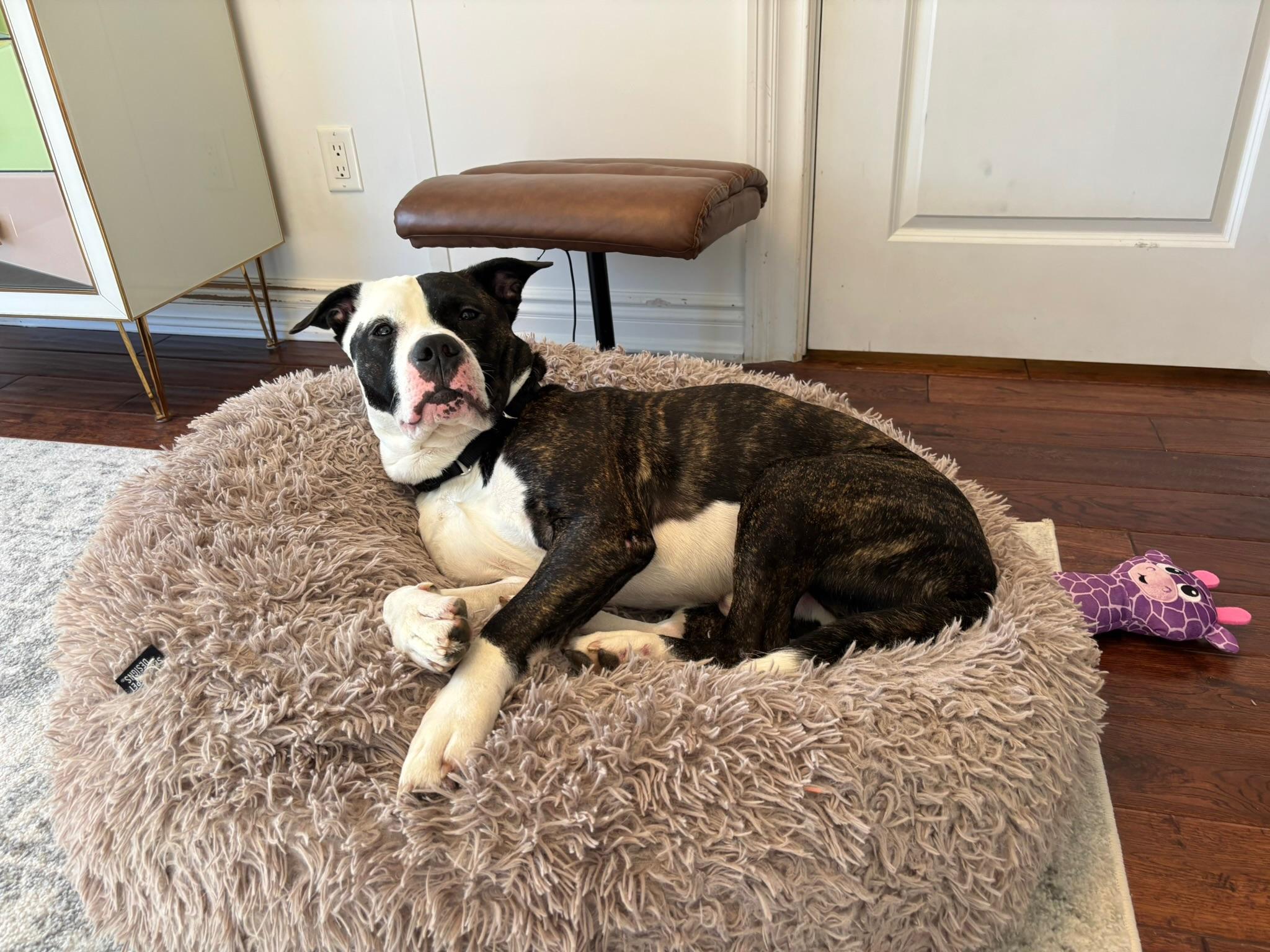 Enlarge Bentley, a ADOPTABLE Mixed Breed in Providence, RI image 2/5