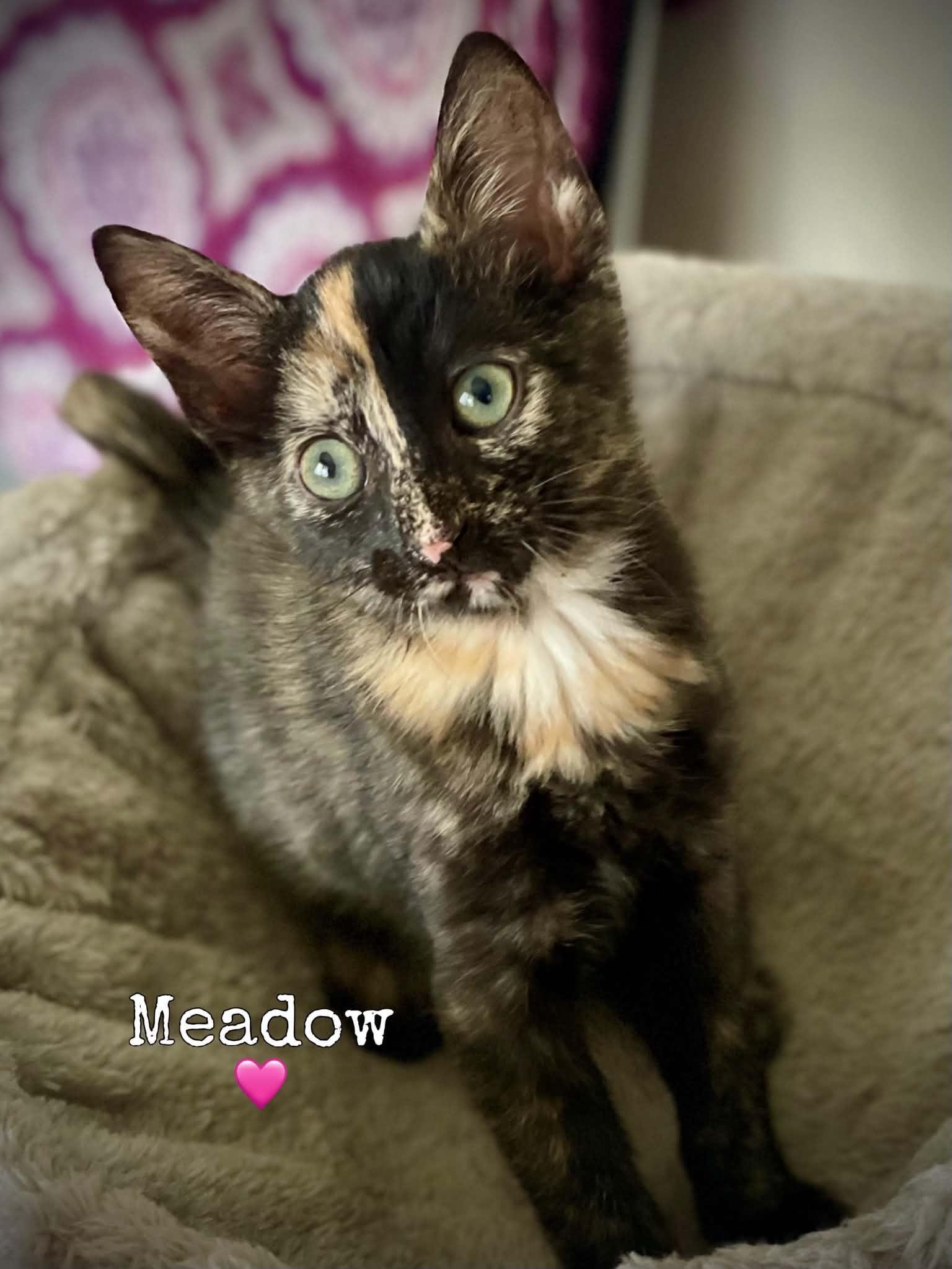 Meadow, adopted, Kitten Female Domestic Short Hair.