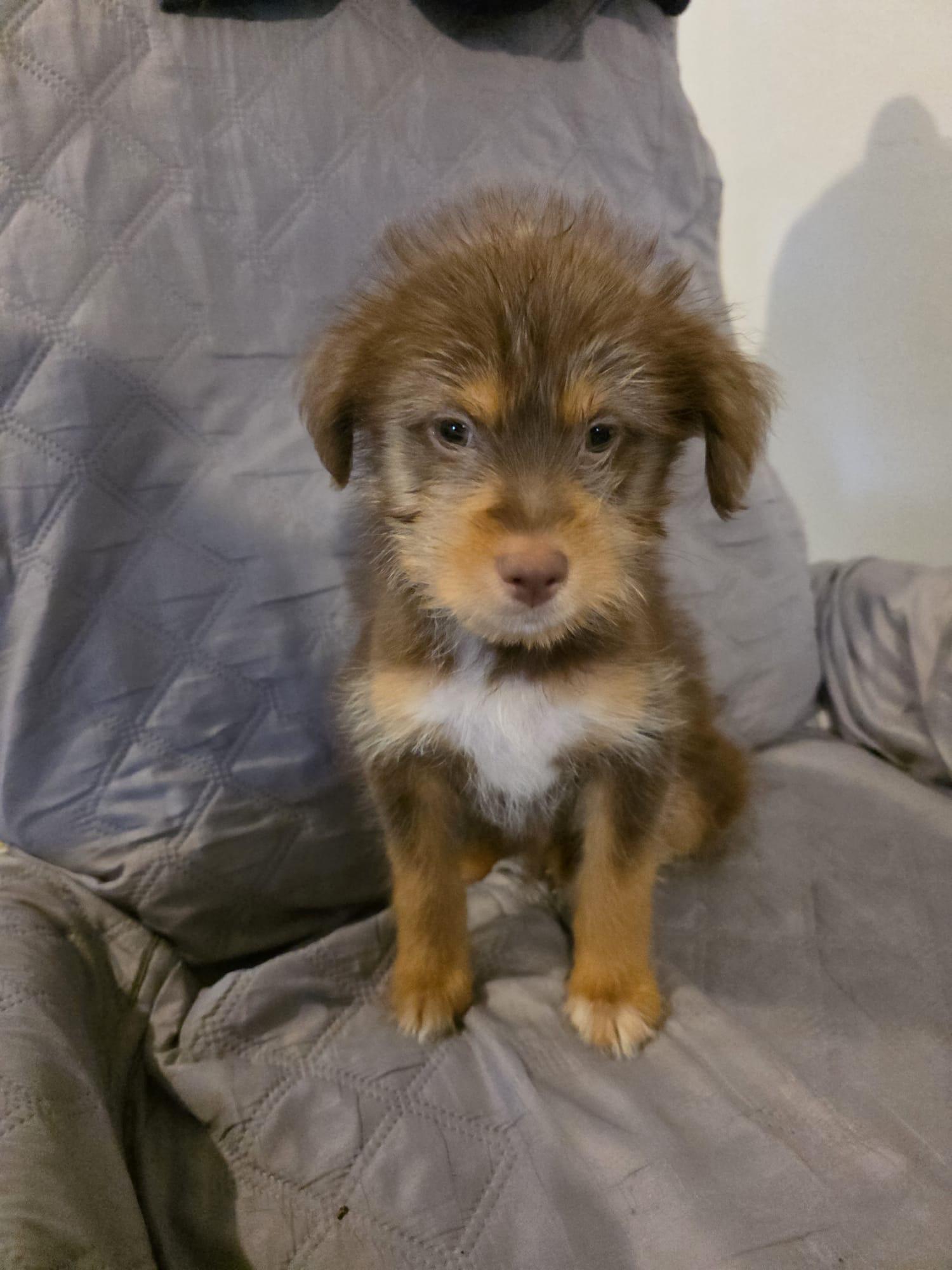 Brownie, an adopted mixed breed in Virginia Beach, VA image 2/3