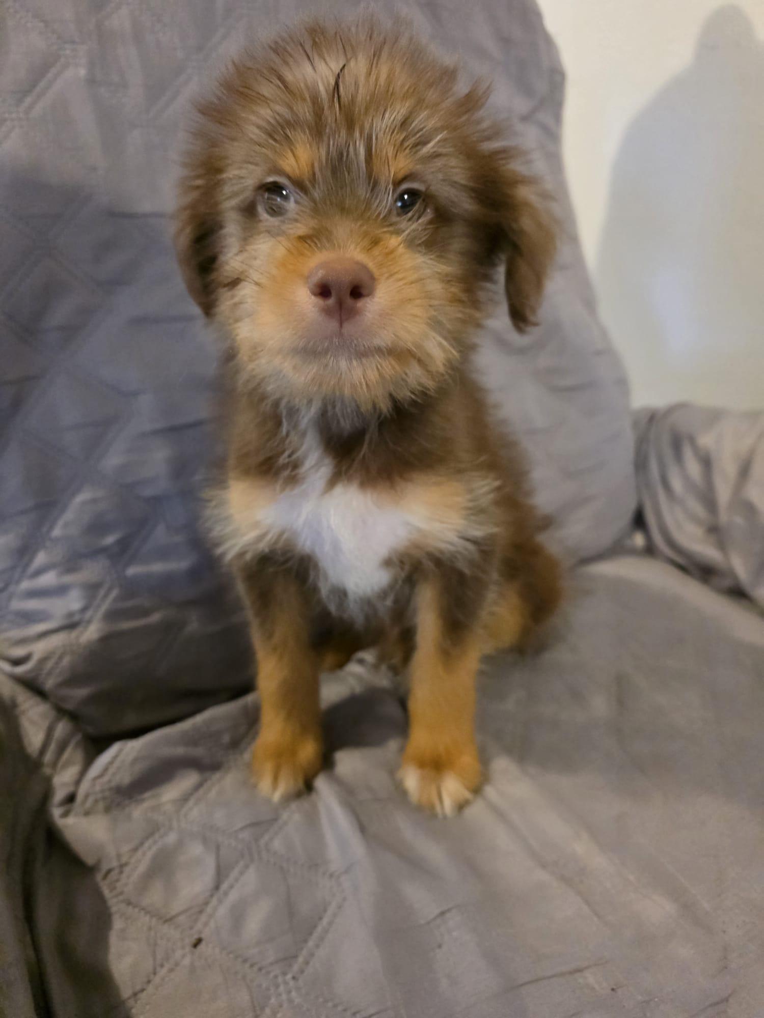 Brownie, an adopted mixed breed in Virginia Beach, VA image 3/3