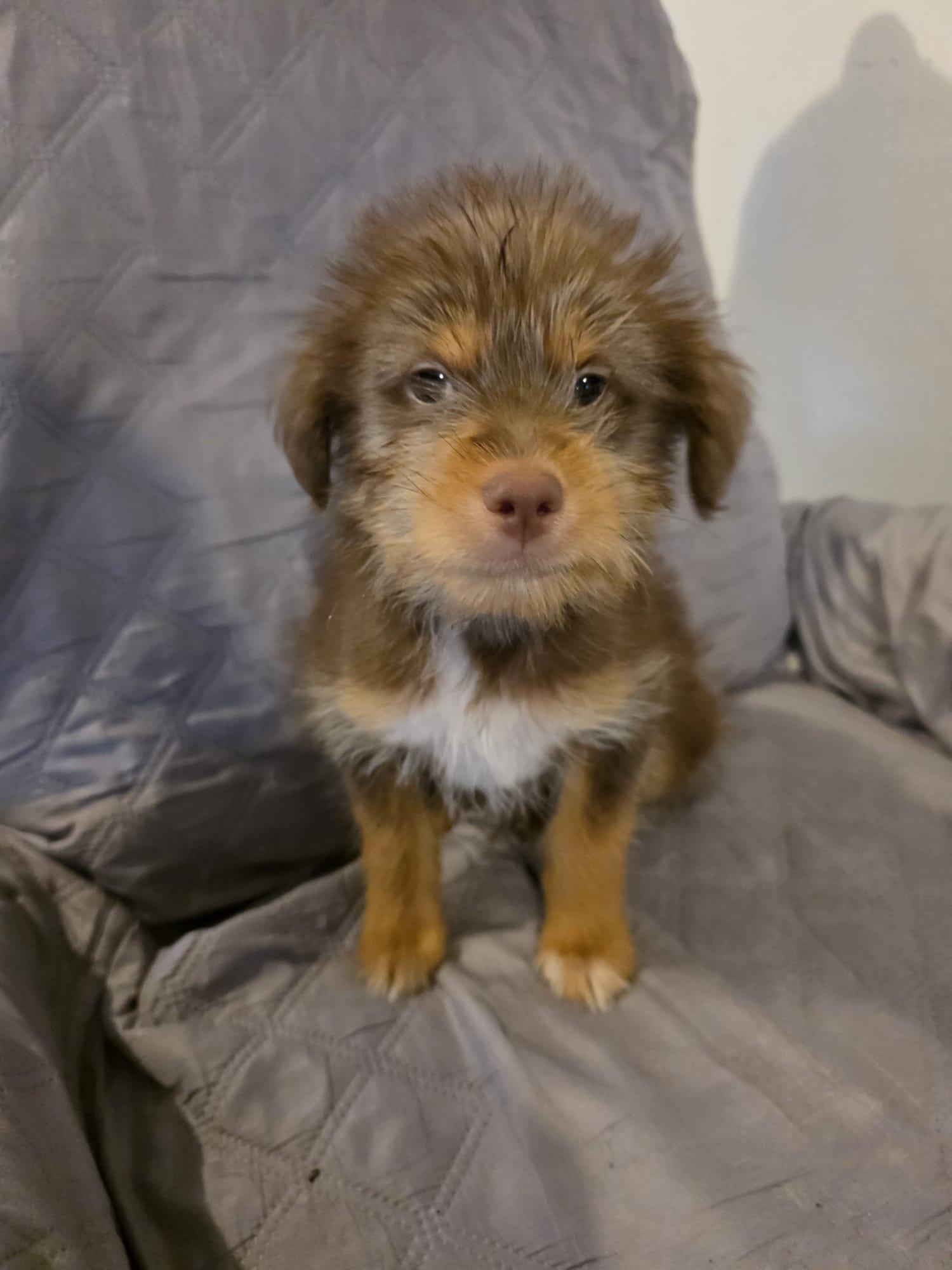 Brownie, an adopted mixed breed in Virginia Beach, VA image 1/3