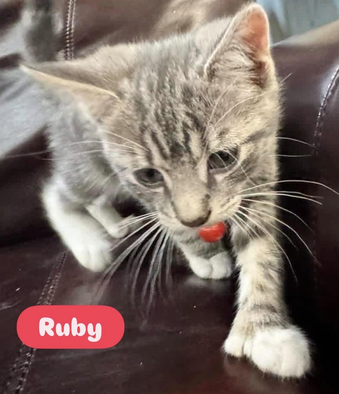 Enlarge Ruby , Pawly, Tom cat, Violet, Willow kittens, a ADOPTABLE Domestic Short Hair in Staten island, NY image 3/5