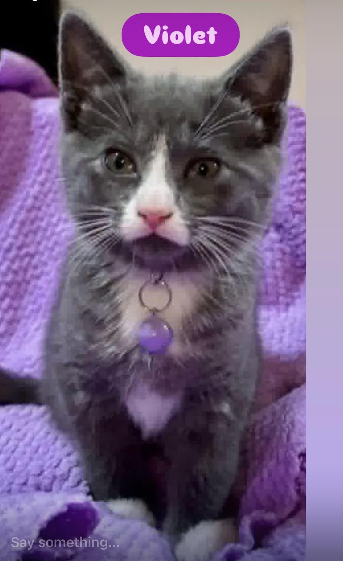 Enlarge Ruby , Pawly, Tom cat, Violet, Willow kittens, a ADOPTABLE Domestic Short Hair in Staten island, NY image 1/5