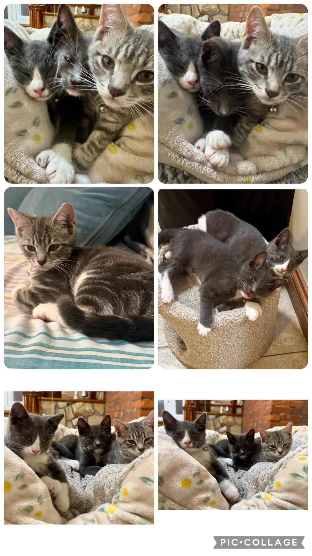Ruby , Pawly, Tom cat,l( lovable kittens), a ADOPTABLE Domestic Short Hair in Staten island, NY image 4/6