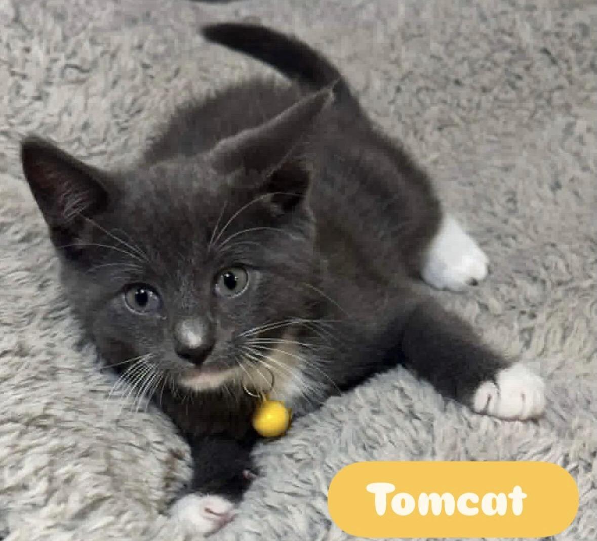 Enlarge Ruby , Pawly, Tom cat, Violet, Willow kittens, a ADOPTABLE Domestic Short Hair in Staten island, NY image 2/5