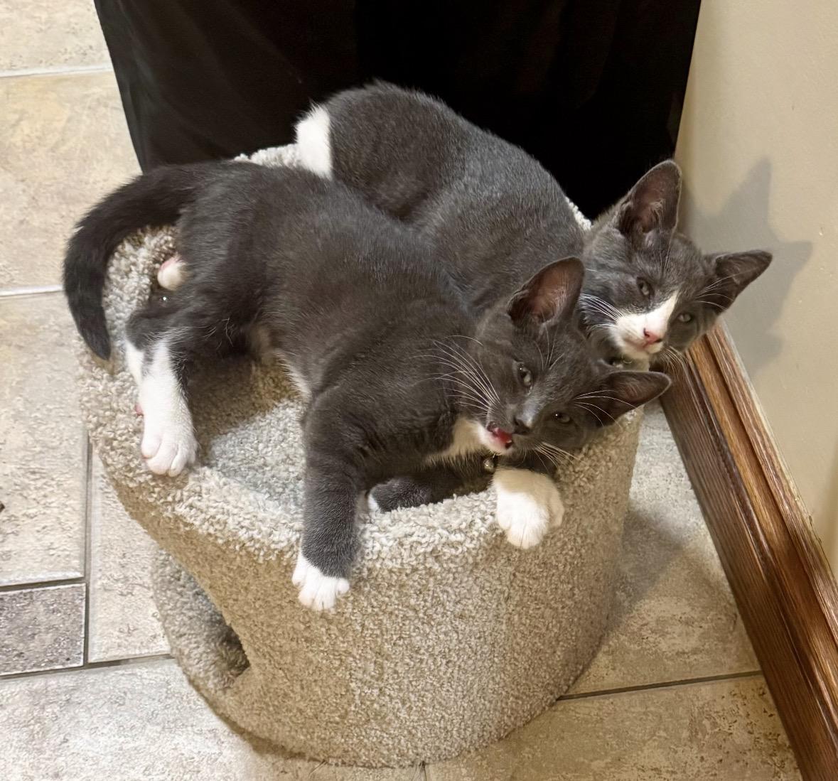 Ruby , Pawly, Tom cat,l( lovable kittens), a ADOPTABLE Domestic Short Hair in Staten island, NY image 5/6