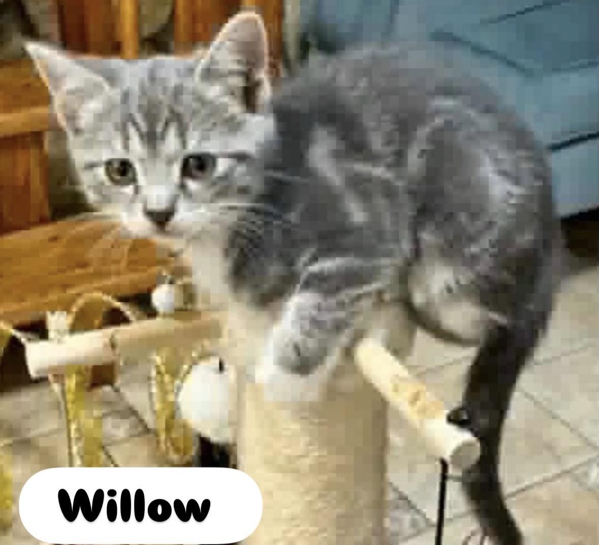 Enlarge Ruby , Pawly, Tom cat, Violet, Willow kittens, a ADOPTABLE Domestic Short Hair in Staten island, NY image 4/5