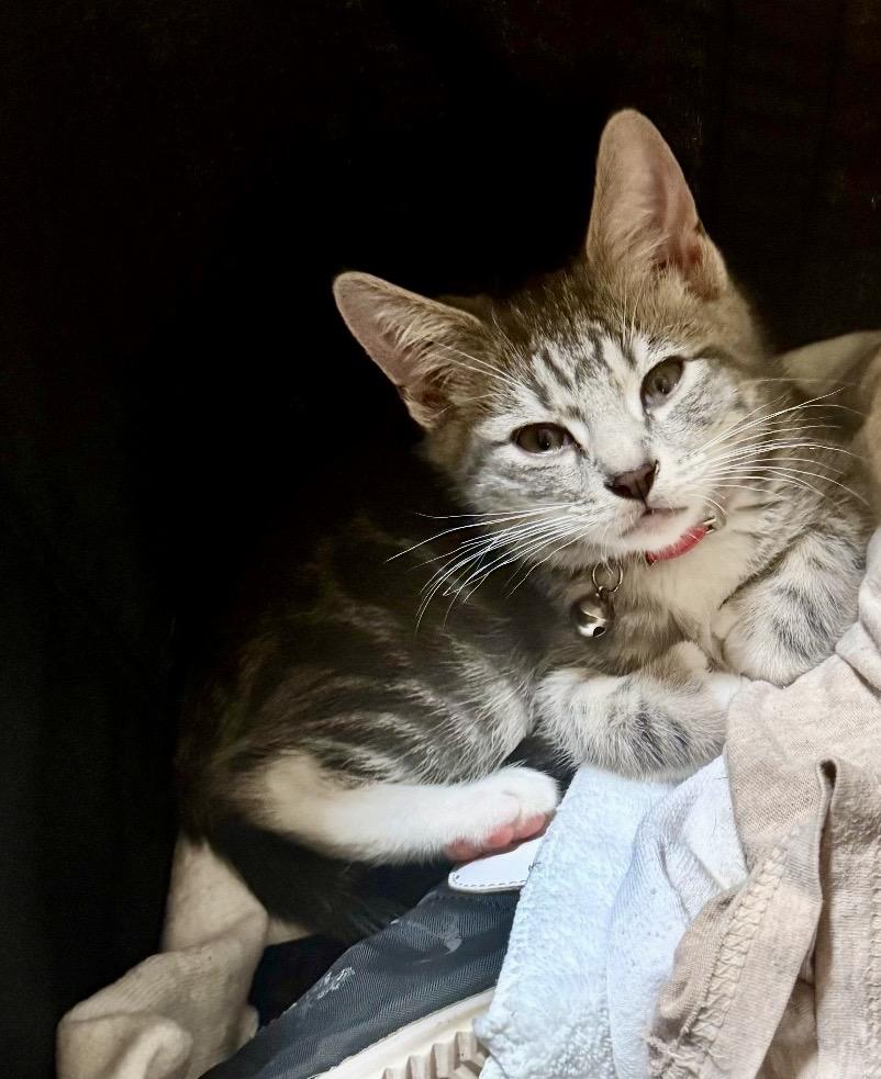Ruby , Pawly, Tom cat,l( lovable kittens), a ADOPTABLE Domestic Short Hair in Staten island, NY image 6/6