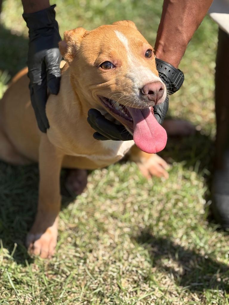 Enlarge Gladis, a Adoptable mixed breed in Effingham, SC image 1/2