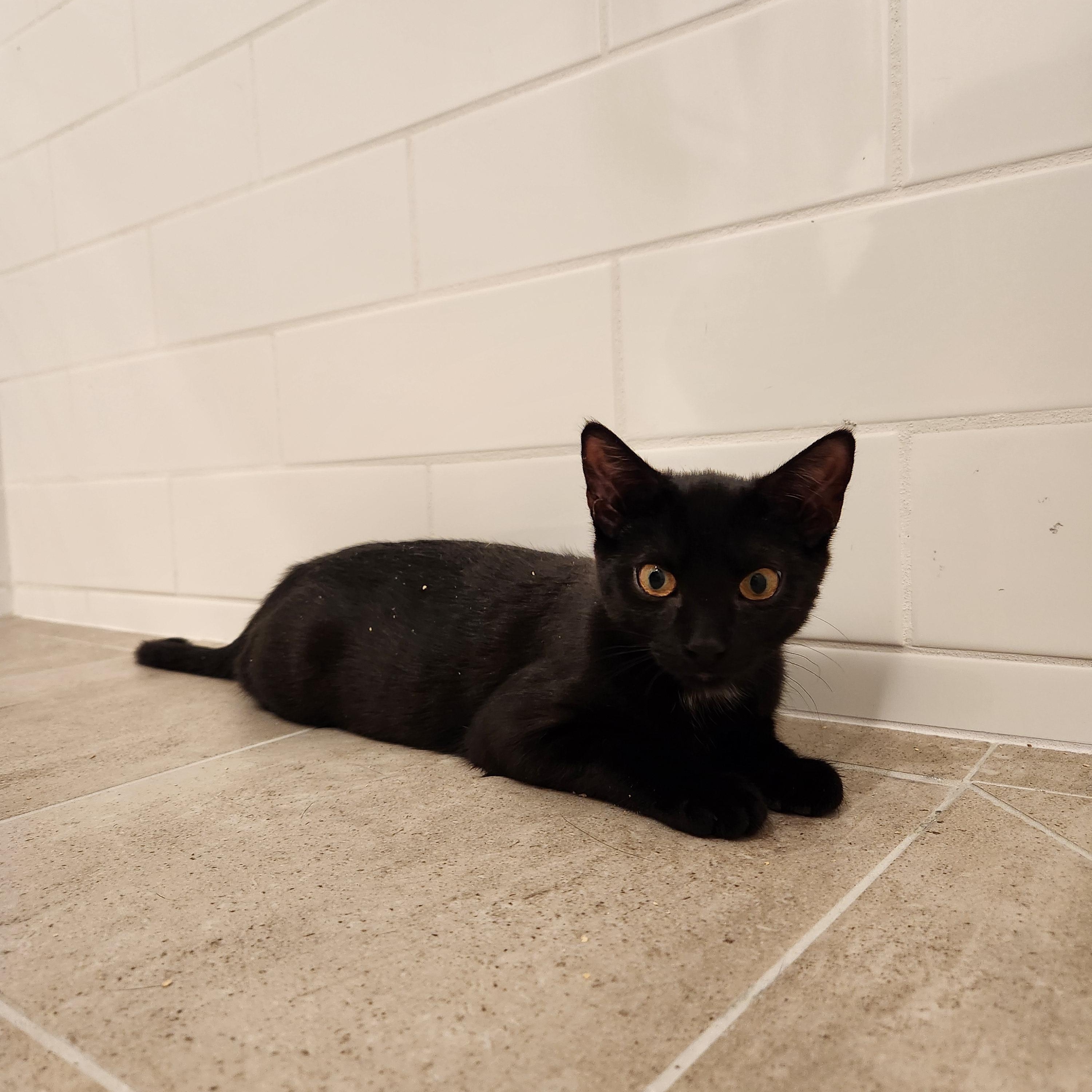 Enlarge Marceline *MUST BE ADOPTED AS A BUDDY*, a ADOPTABLE Domestic Short Hair in Toronto, ON image 2/4