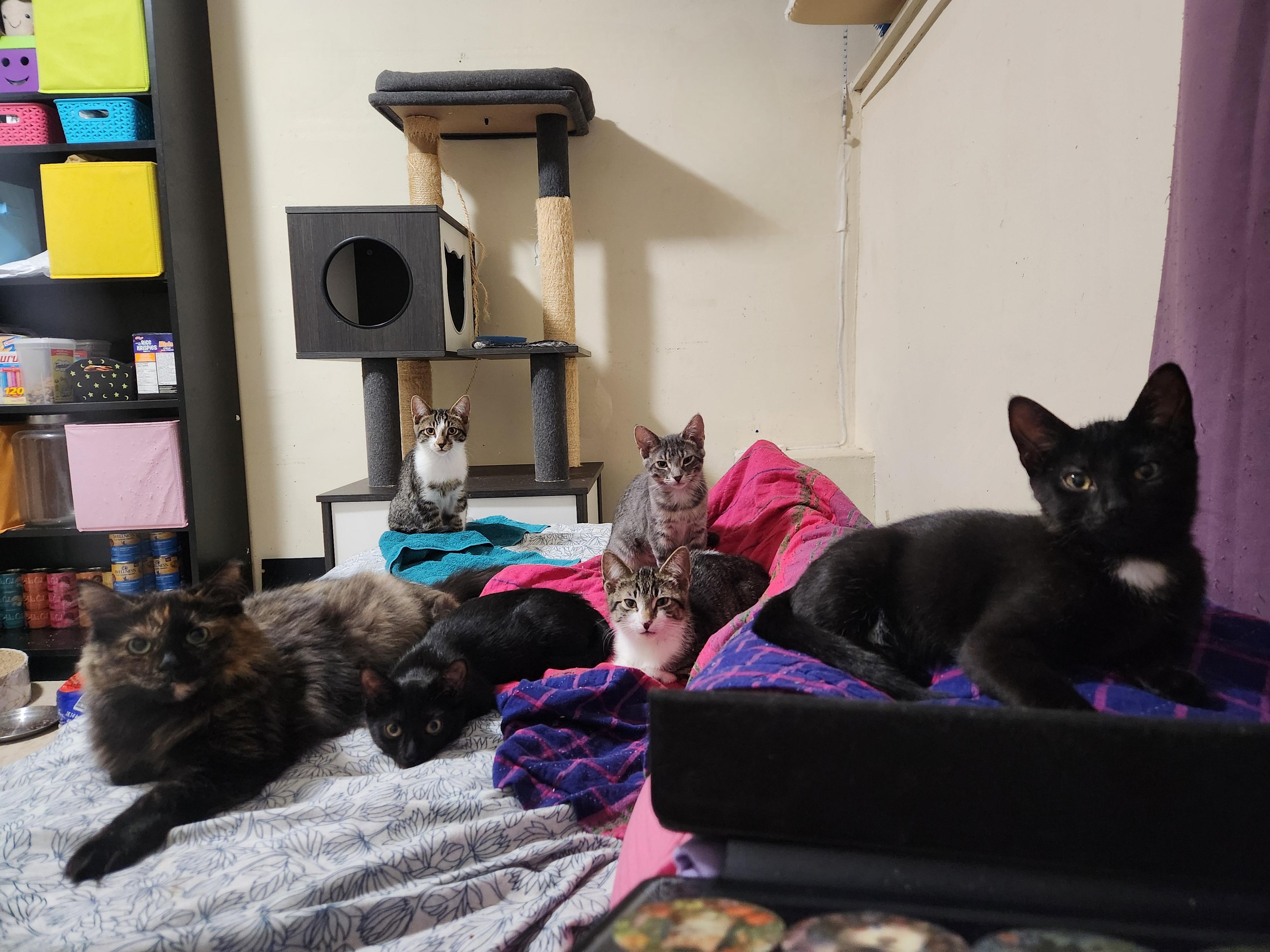 Enlarge Marceline *MUST BE ADOPTED AS A BUDDY*, a ADOPTABLE Domestic Short Hair in Toronto, ON image 3/4