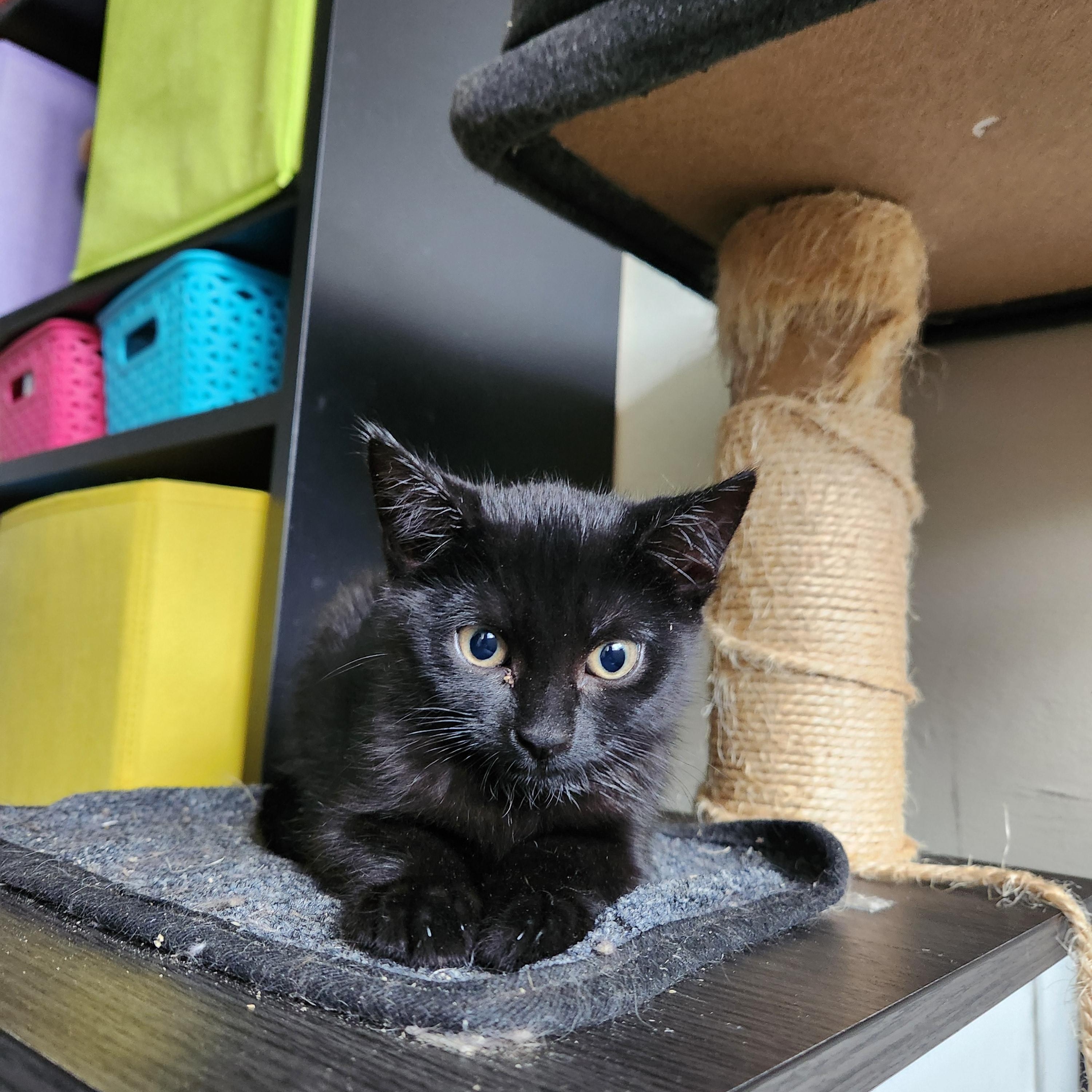 Enlarge Marceline *MUST BE ADOPTED AS A BUDDY*, a ADOPTABLE Domestic Short Hair in Toronto, ON image 1/4
