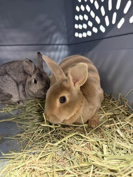 Alfredo, Adoptable, Adult Female Bunny Rabbit.