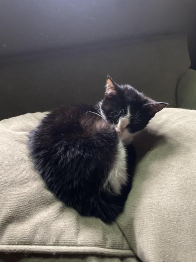 Enlarge Penne, a Adoptable mixed breed in Omaha, NE image 3/4